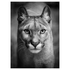 Der Puma