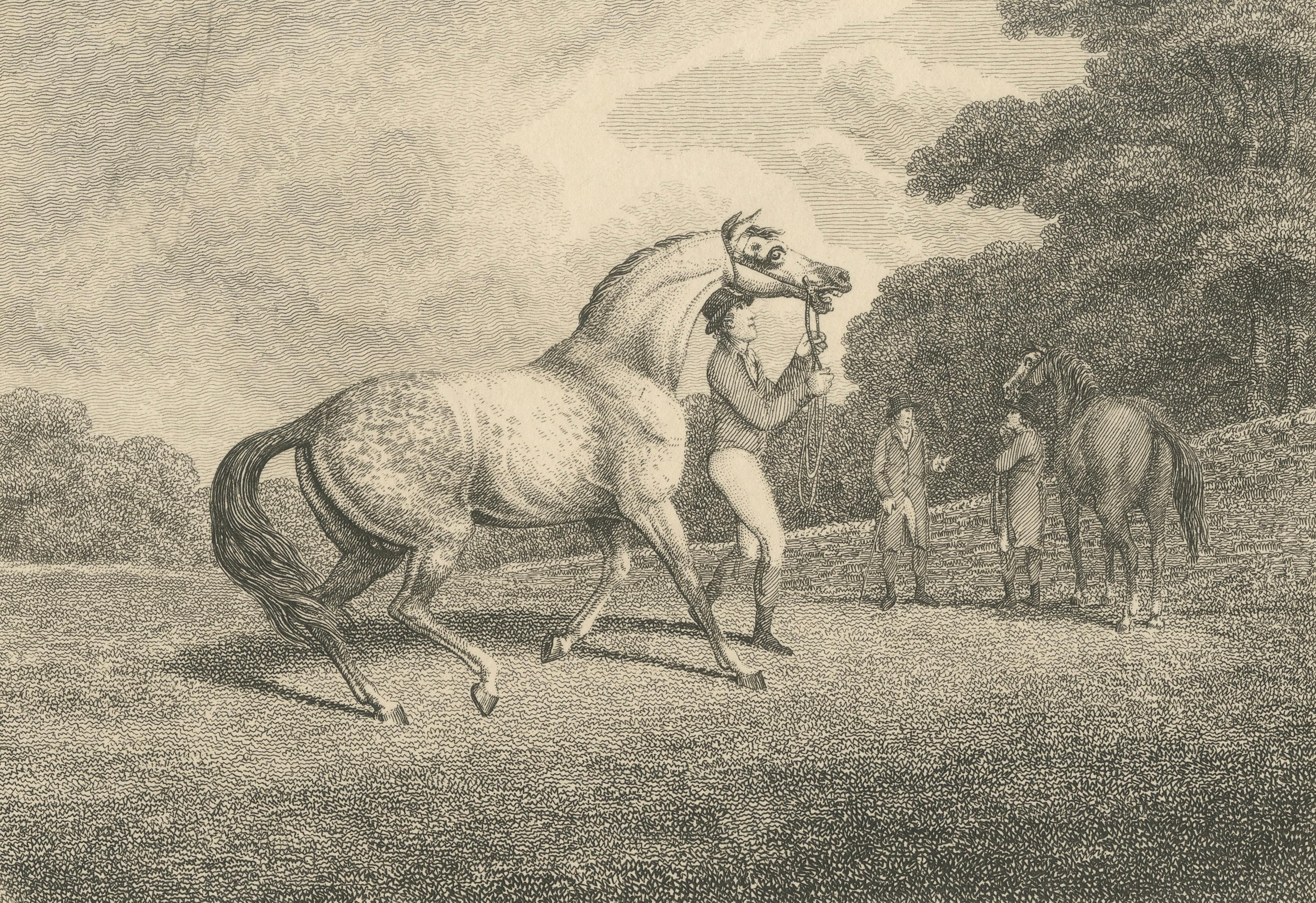 The Racing Stallion, Samuel Howitt Equestrian Engraving, England, 1800