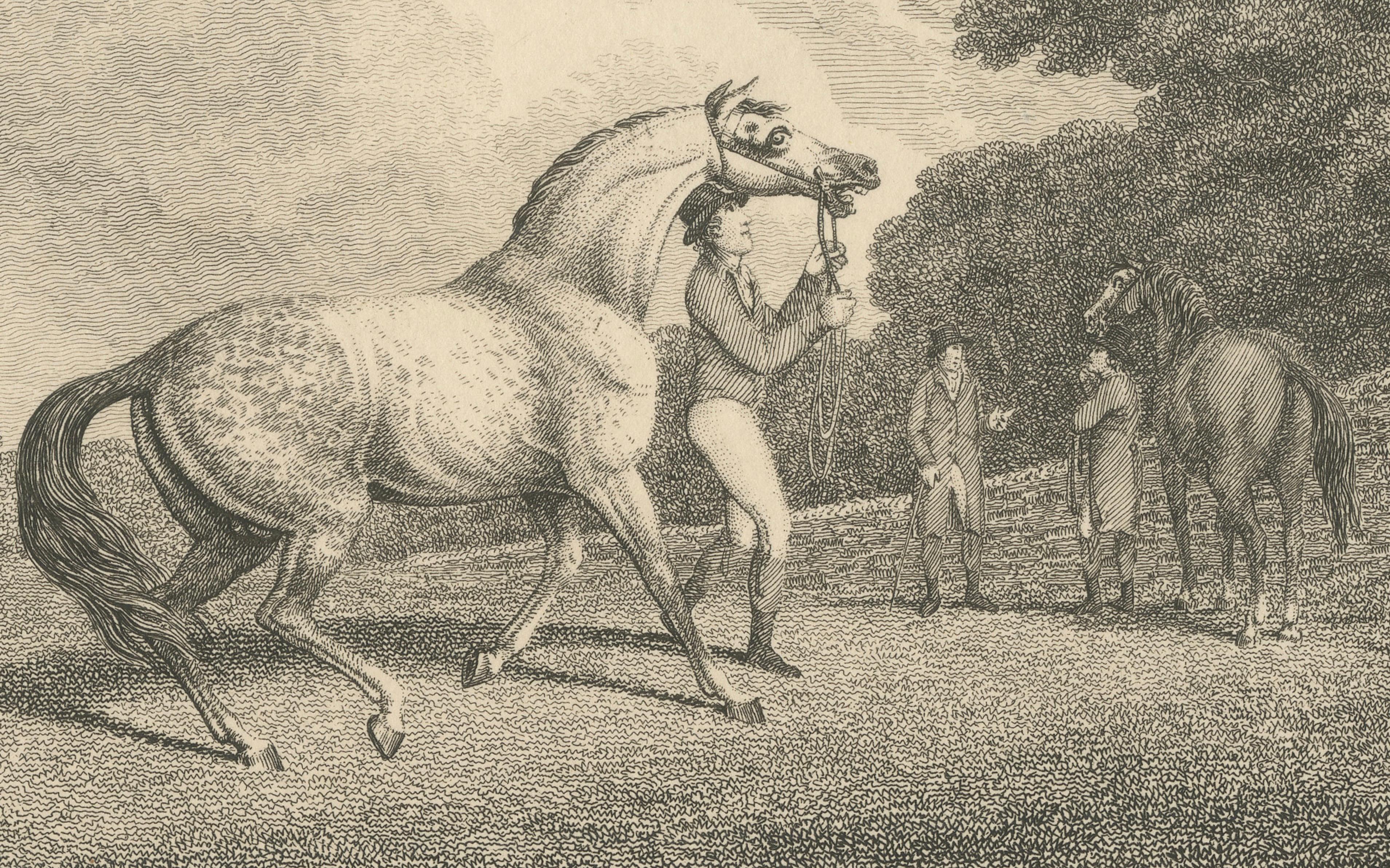 The Racing Stallion, Samuel Howitt Equestrian Engraving, England, 1800