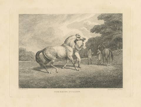 The Racing Stallion, Samuel Howitt Equestrian Engraving, England, 1800