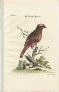 The Red Bird of Surinam by J.M. Seligmann, Hand-Colored Engraving, 18th Century