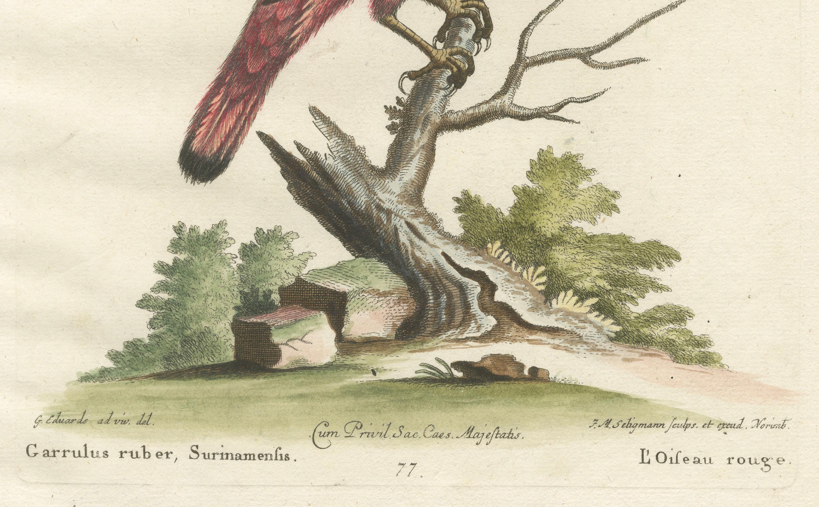 Der rote Vogel von Surinam von J.M. Seligmann, handkolorierte Gravur, 18. Jahrhundert, Handgravur (Graviert) im Angebot