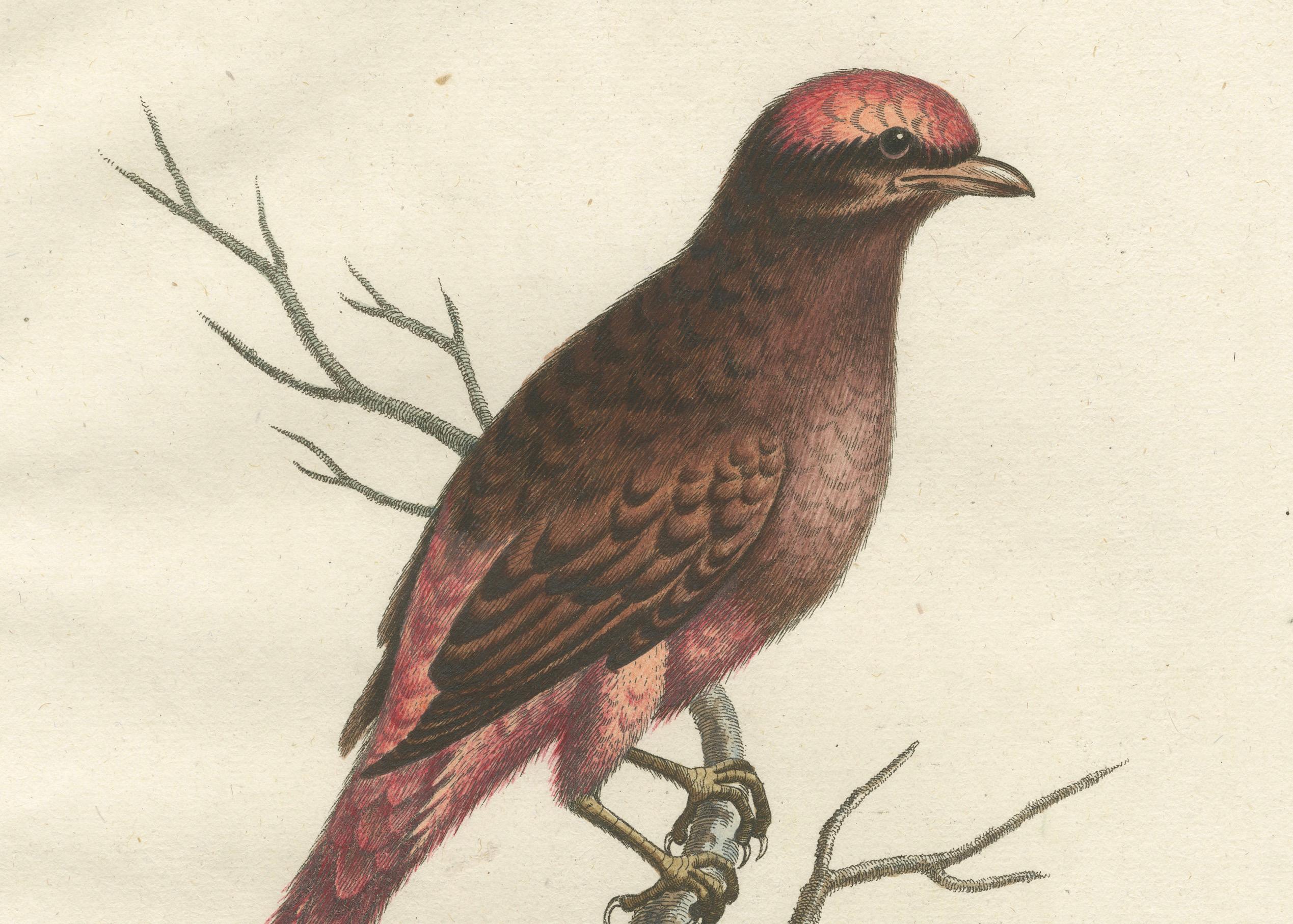 Der rote Vogel von Surinam von J.M. Seligmann, handkolorierte Gravur, 18. Jahrhundert, Handgravur im Zustand „Gut“ im Angebot in Langweer, NL