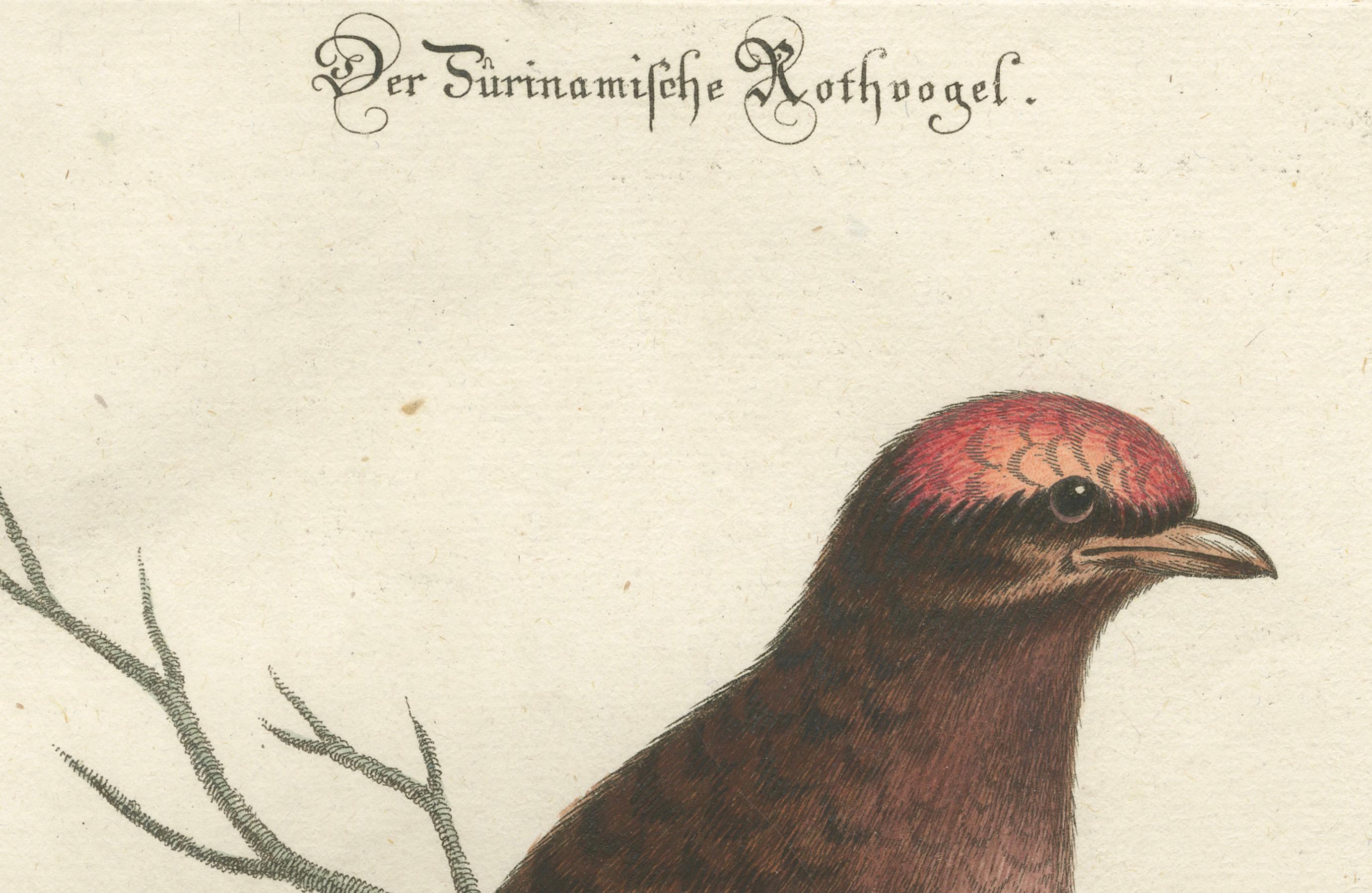 Der rote Vogel von Surinam von J.M. Seligmann, handkolorierte Gravur, 18. Jahrhundert, Handgravur (Spätes 18. Jahrhundert) im Angebot
