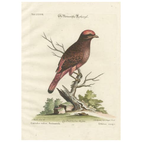 The Red Bird of Surinam by J.M. Seligmann, Hand-Colored Engraving, 18th Century