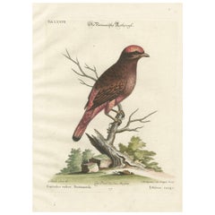 The Red Bird of Surinam by J.M. Seligmann, Hand-Colored Engraving, 18th Century