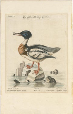 The Red-Breasted Merganser: Hand-Colored Engraving Published in c.1770