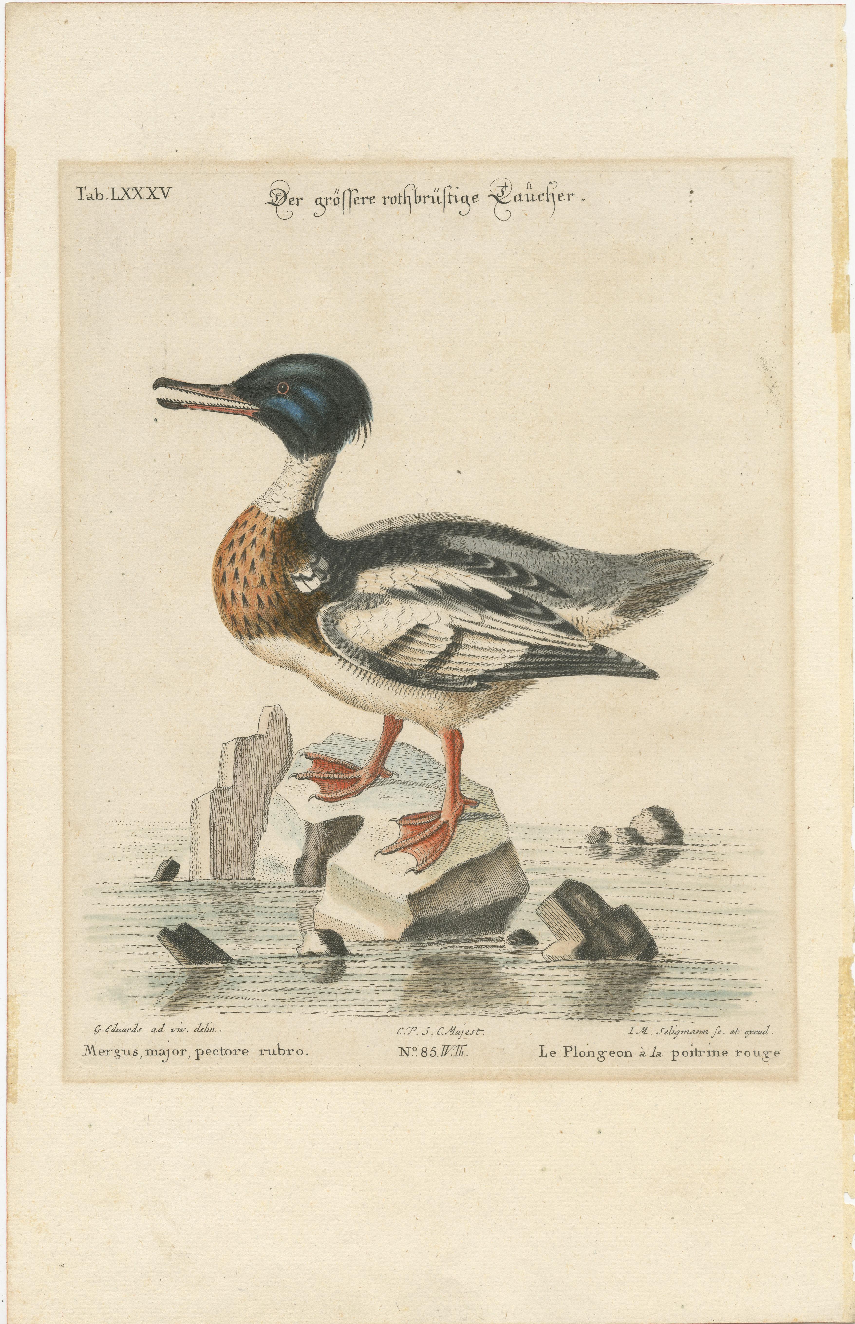 The Red-Breasted Merganser: Handkolorierte Gravur, veröffentlicht um 1770 (Graviert) im Angebot