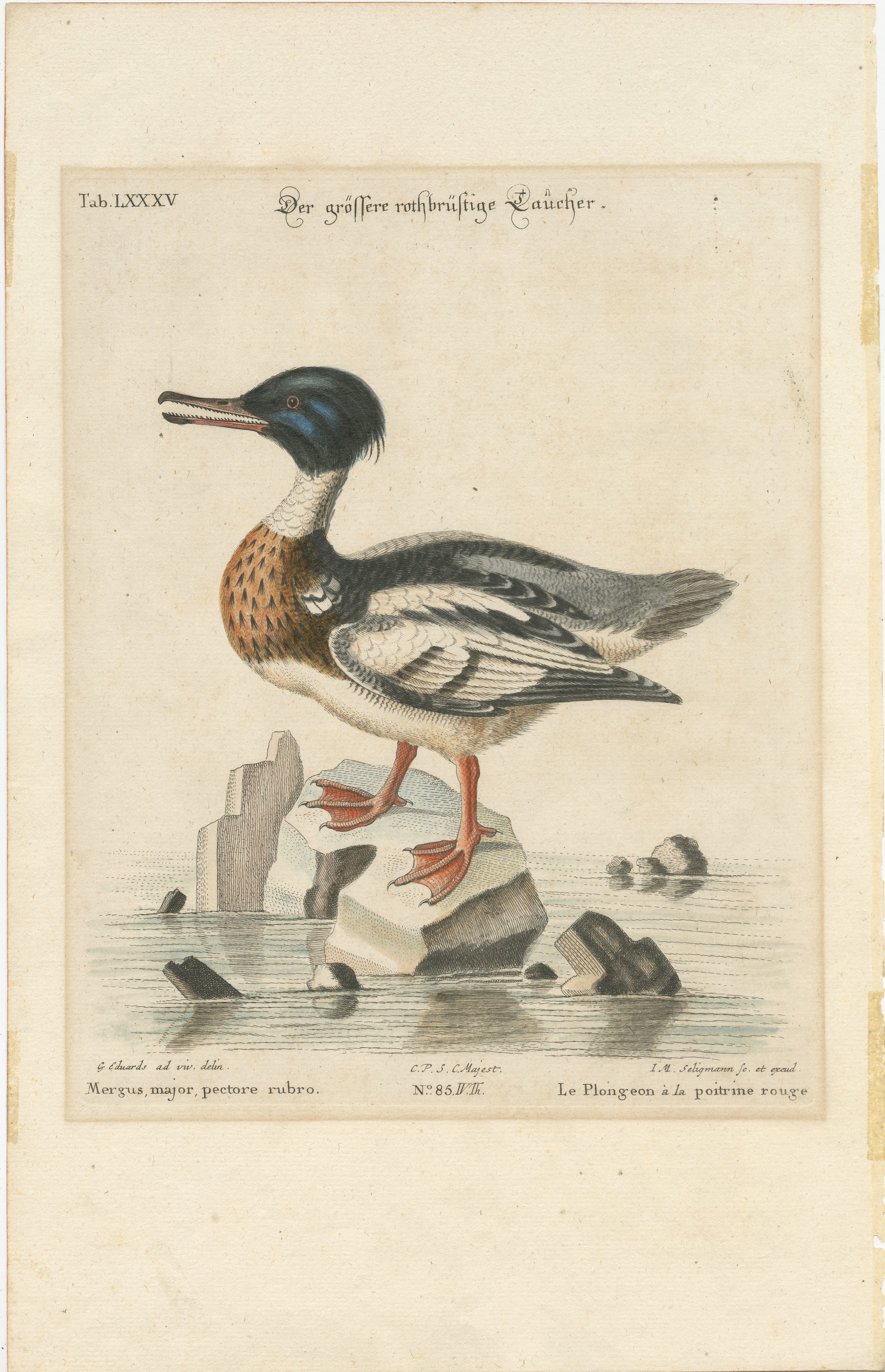 Il merlo acquaiolo: Incisione colorata a mano pubblicata nel 1770 ca.