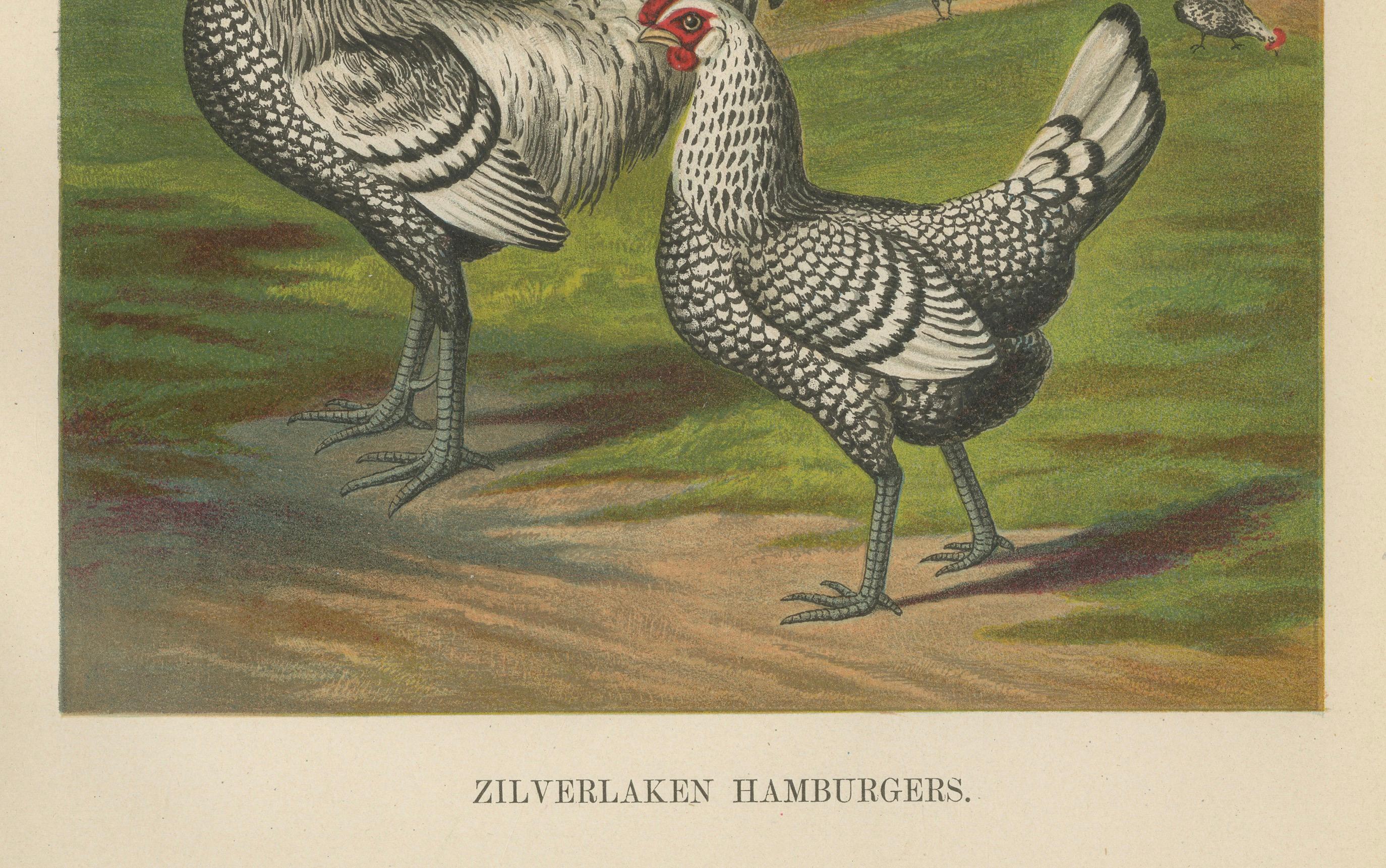 Le poulet de Hambourg à l'argent raffiné Une rare lithographie de volaille du 19e siècle  

Cette exquise chromolithographie du XIXe siècle présente un couple de poulets de Hambourg à la robe argentée, une race élégante et historique connue pour son