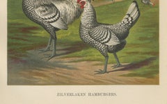 The Refined Silver Spangled Hamburg Chicken - A 19th Century Poultry Lithograph