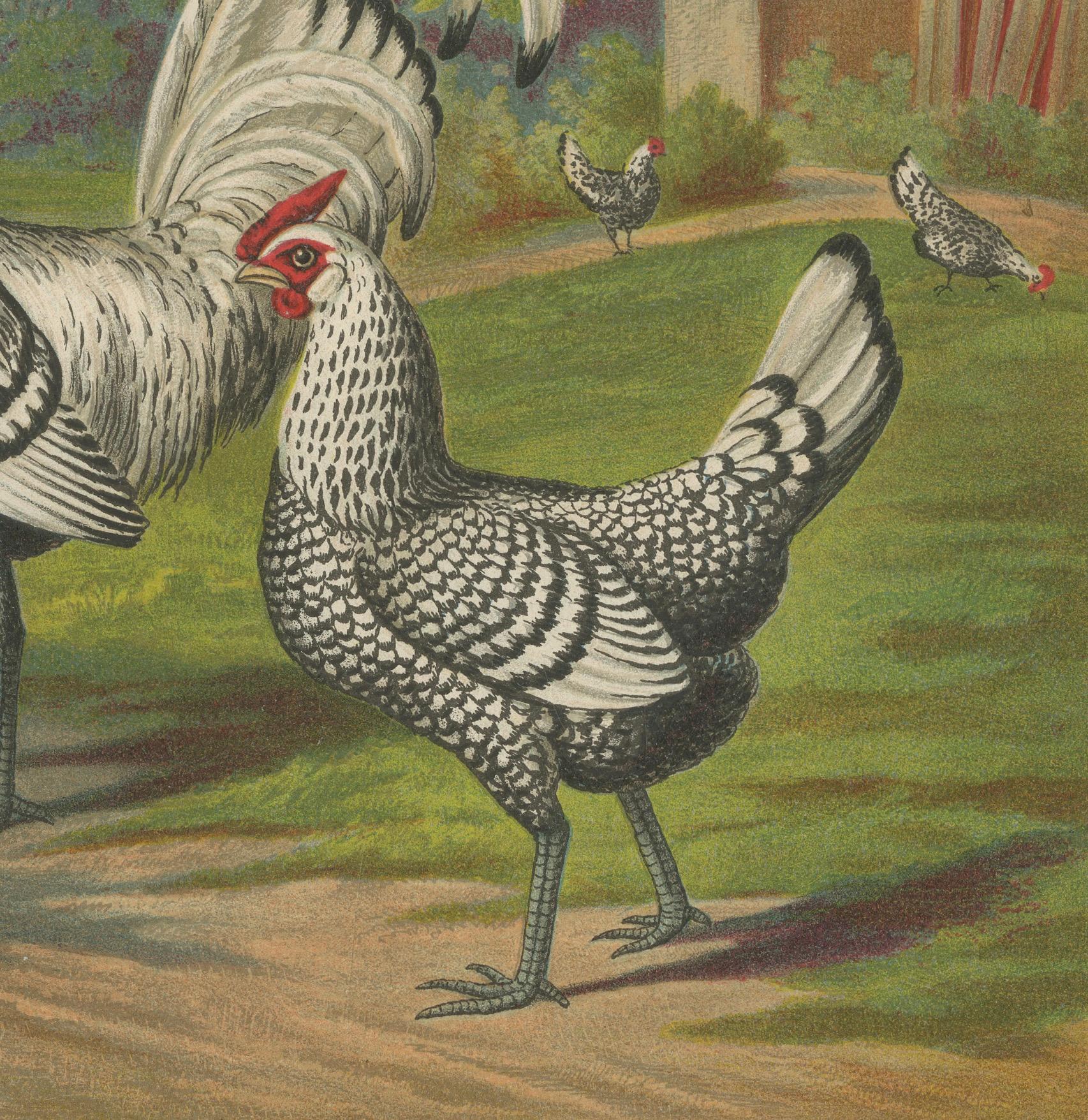 Le poulet de Hambourg en argent raffiné - Lithographie de poultry du 19e siècle Bon état - En vente à Langweer, NL