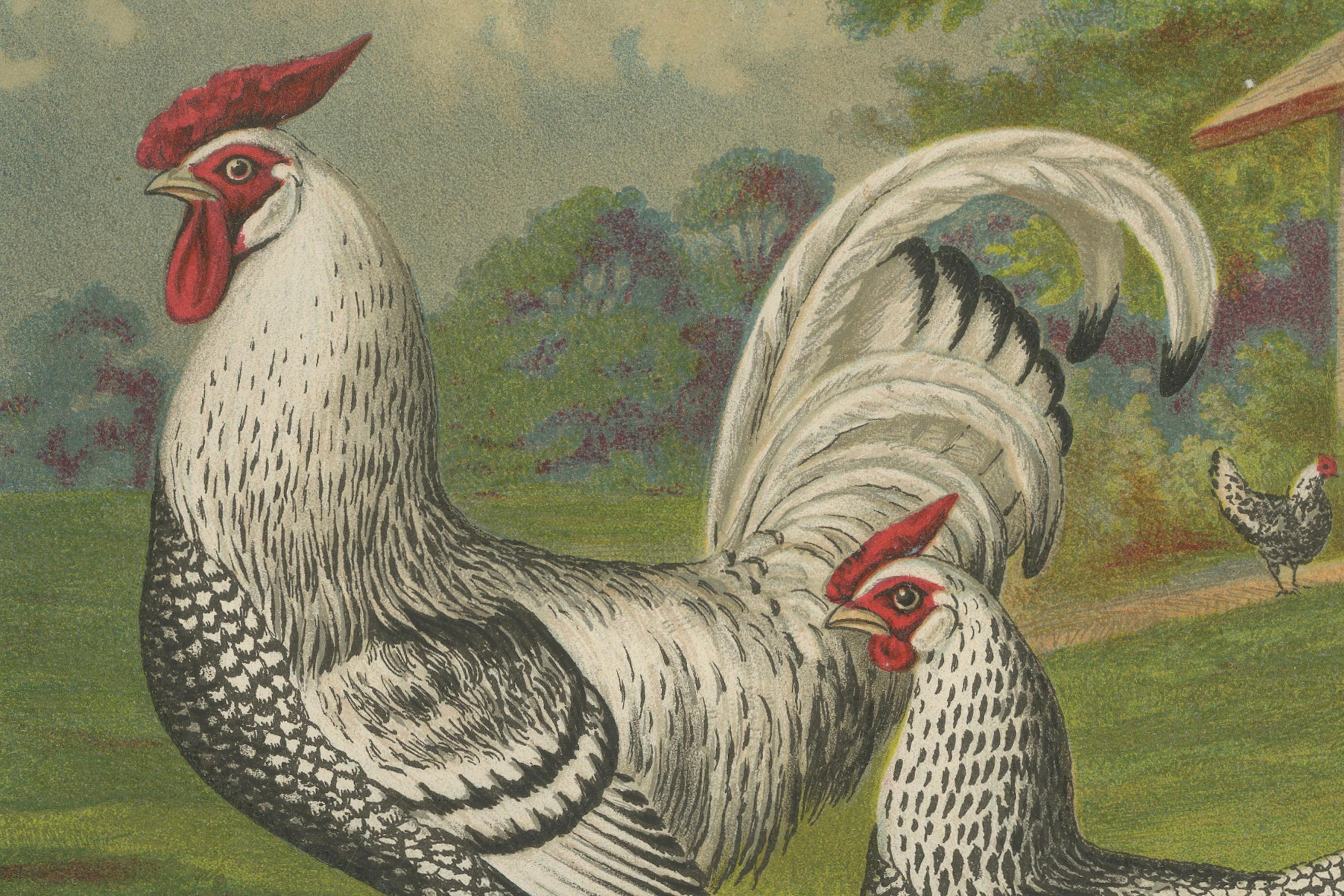 Fin du XIXe siècle Le poulet de Hambourg en argent raffiné - Lithographie de poultry du 19e siècle en vente