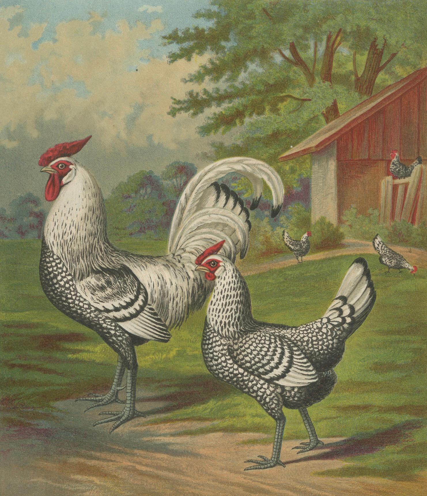 Papier Le poulet de Hambourg en argent raffiné - Lithographie de poultry du 19e siècle en vente