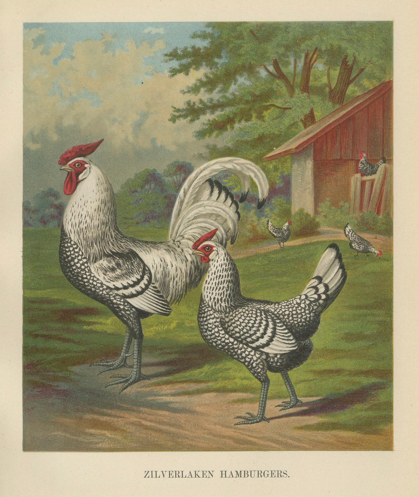 Le poulet de Hambourg en argent raffiné - Lithographie de poultry du 19e siècle en vente 1