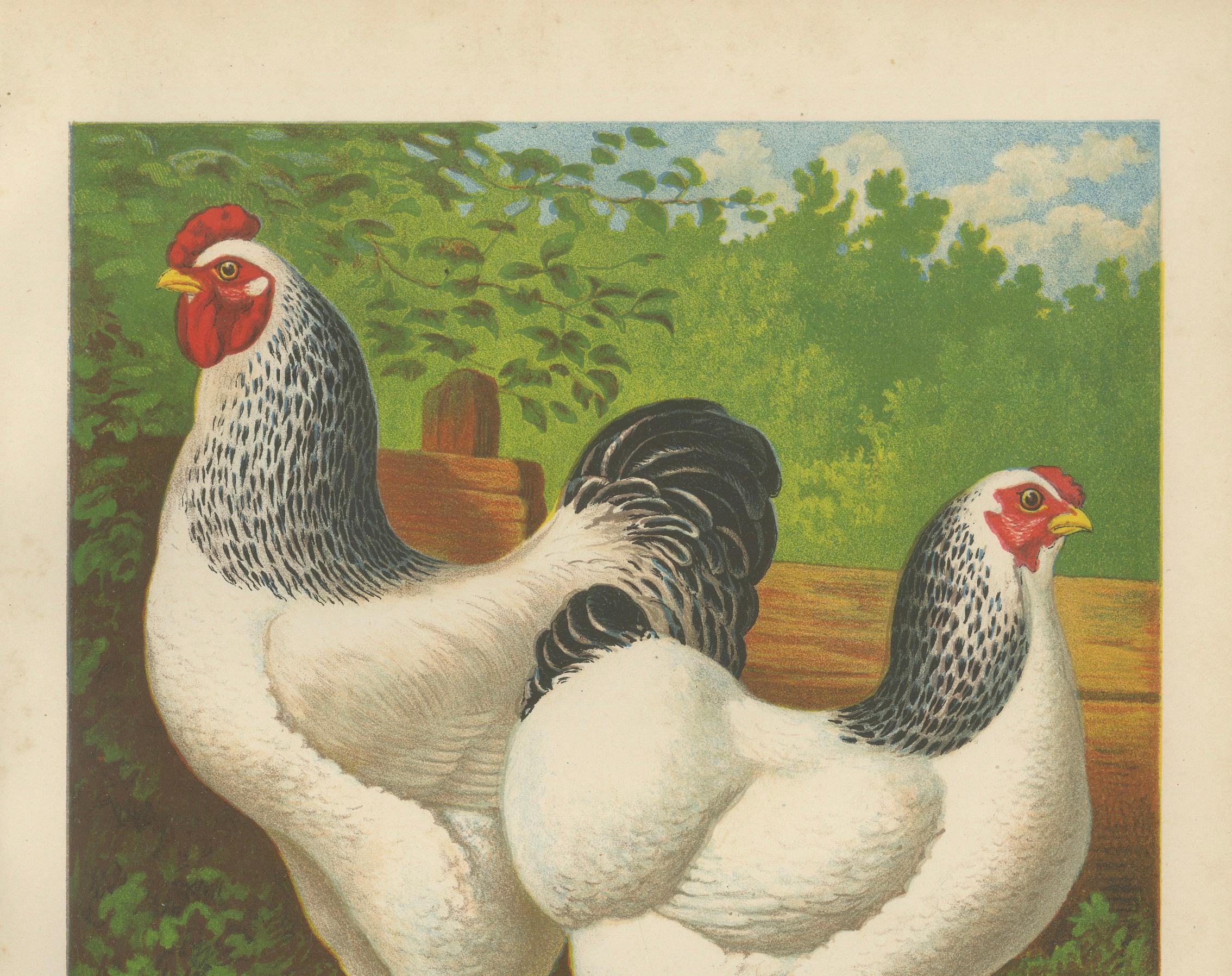 The Regal Light Brahma A Rare 19th Century Poultry Lithograph  

This beautiful 19th century chromolithograph features a pair of Light Brahma chickens, a distinguished breed known for its grandeur, strength, and striking plumage. The print, titled