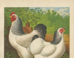 The Regal Light Brahma - A Rare 19th Century Poultry Lithograph, 1888