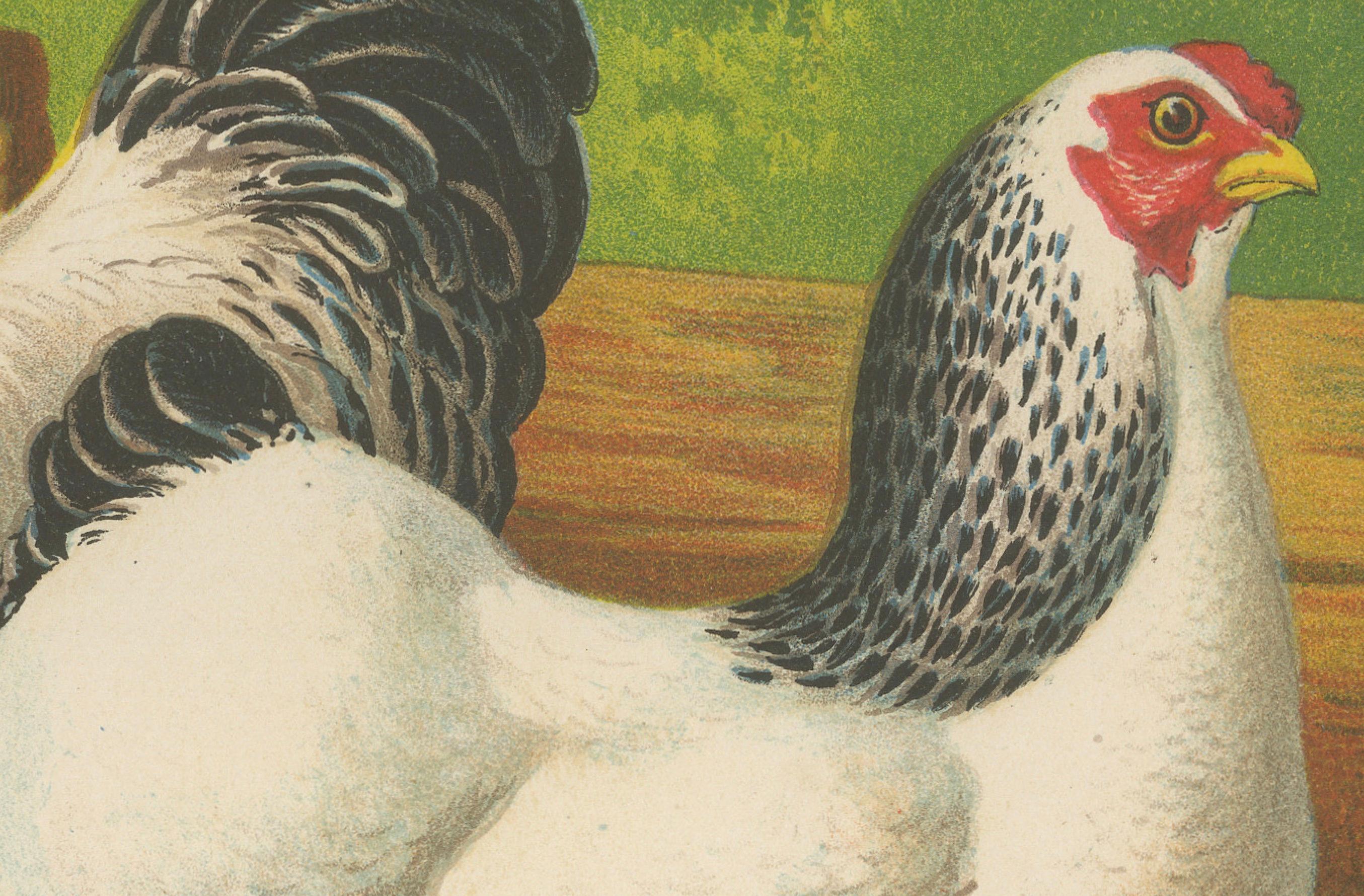 Late 19th Century The Regal Light Brahma - A Rare 19th Century Poultry Lithograph, 1888 For Sale