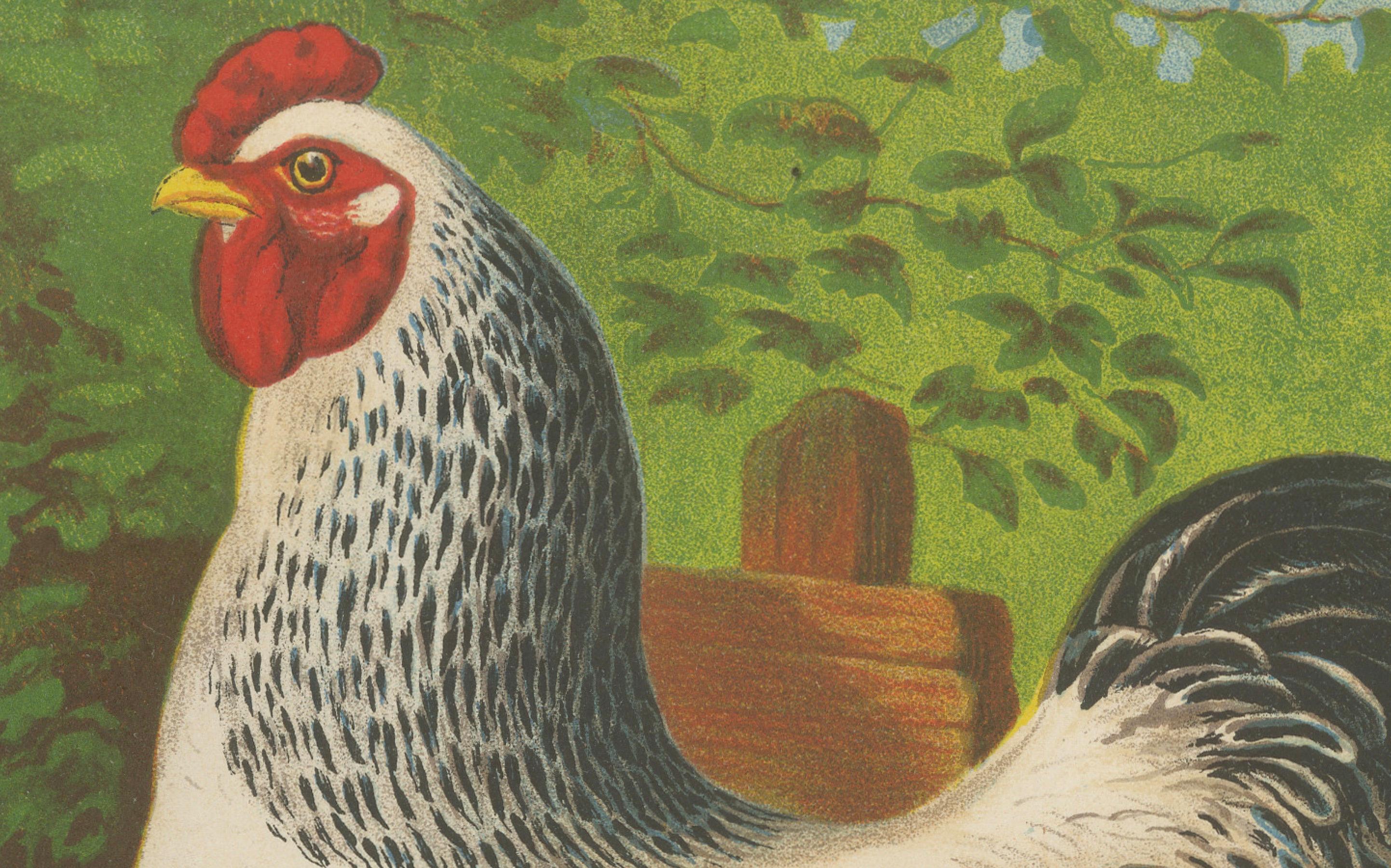 Paper The Regal Light Brahma - A Rare 19th Century Poultry Lithograph, 1888 For Sale