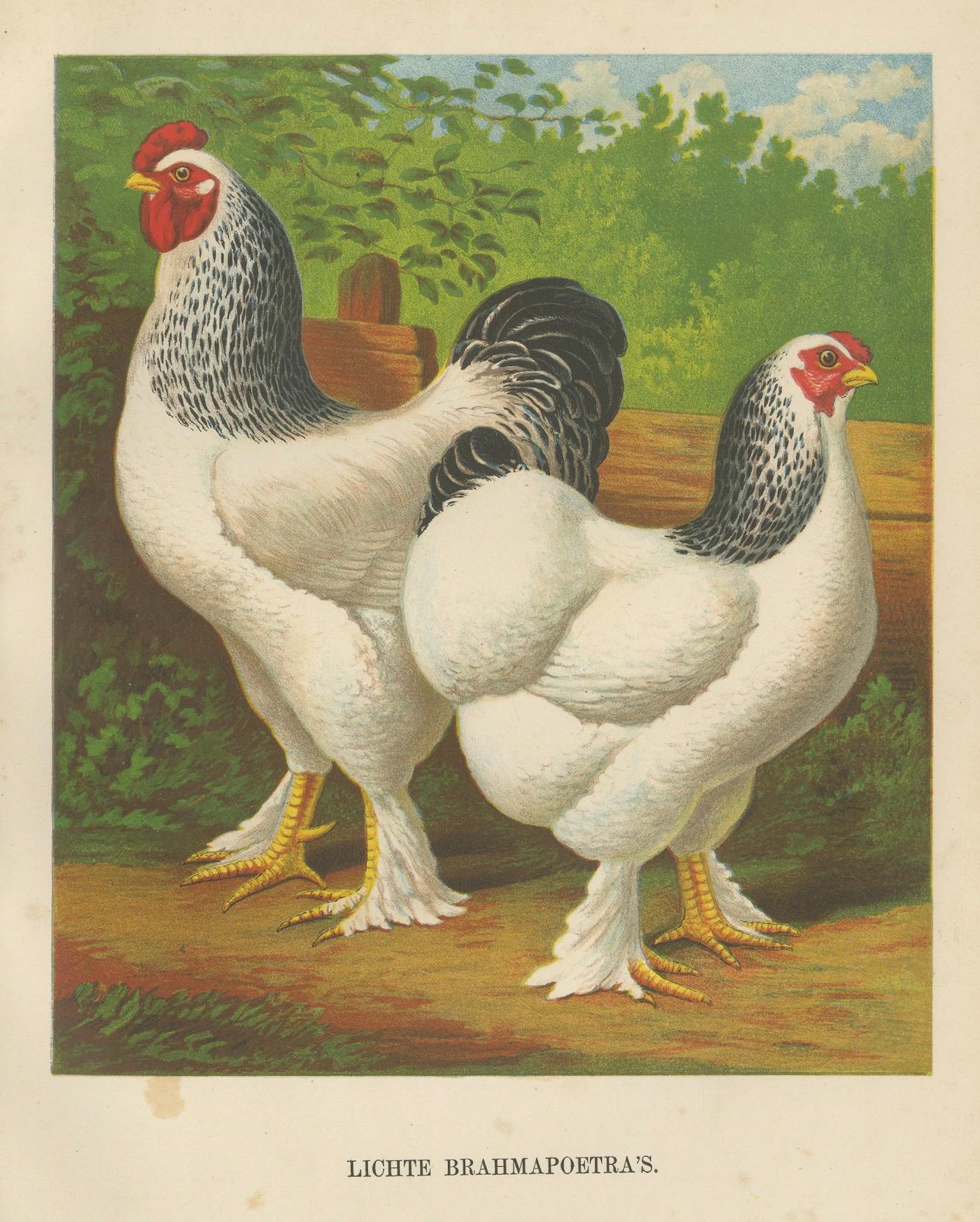 The Regal Light Brahma - A Rare 19th Century Poultry Lithograph, 1888 For Sale 1