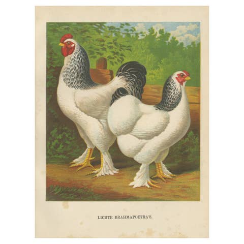The Regal Light Brahma - A Rare 19th Century Poultry Lithograph, 1888