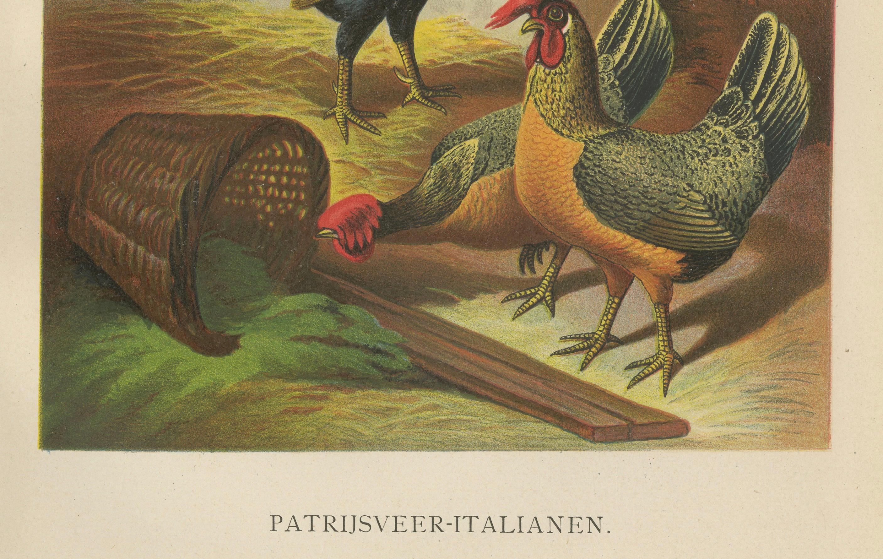 The Regal Partridge Italian Chicken - A Rare 19th Century Poultry Lithograph In Good Condition For Sale In Langweer, NL