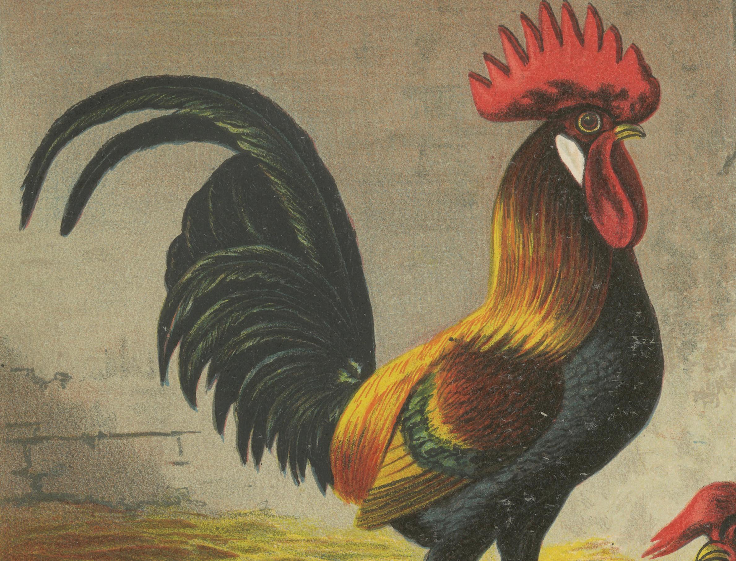 Paper The Regal Partridge Italian Chicken - A Rare 19th Century Poultry Lithograph For Sale
