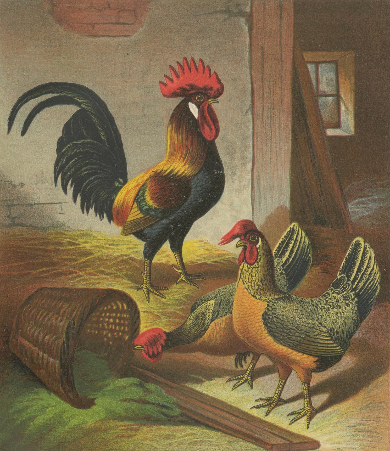 The Regal Partridge Italian Chicken - A Rare 19th Century Poultry Lithograph For Sale 1