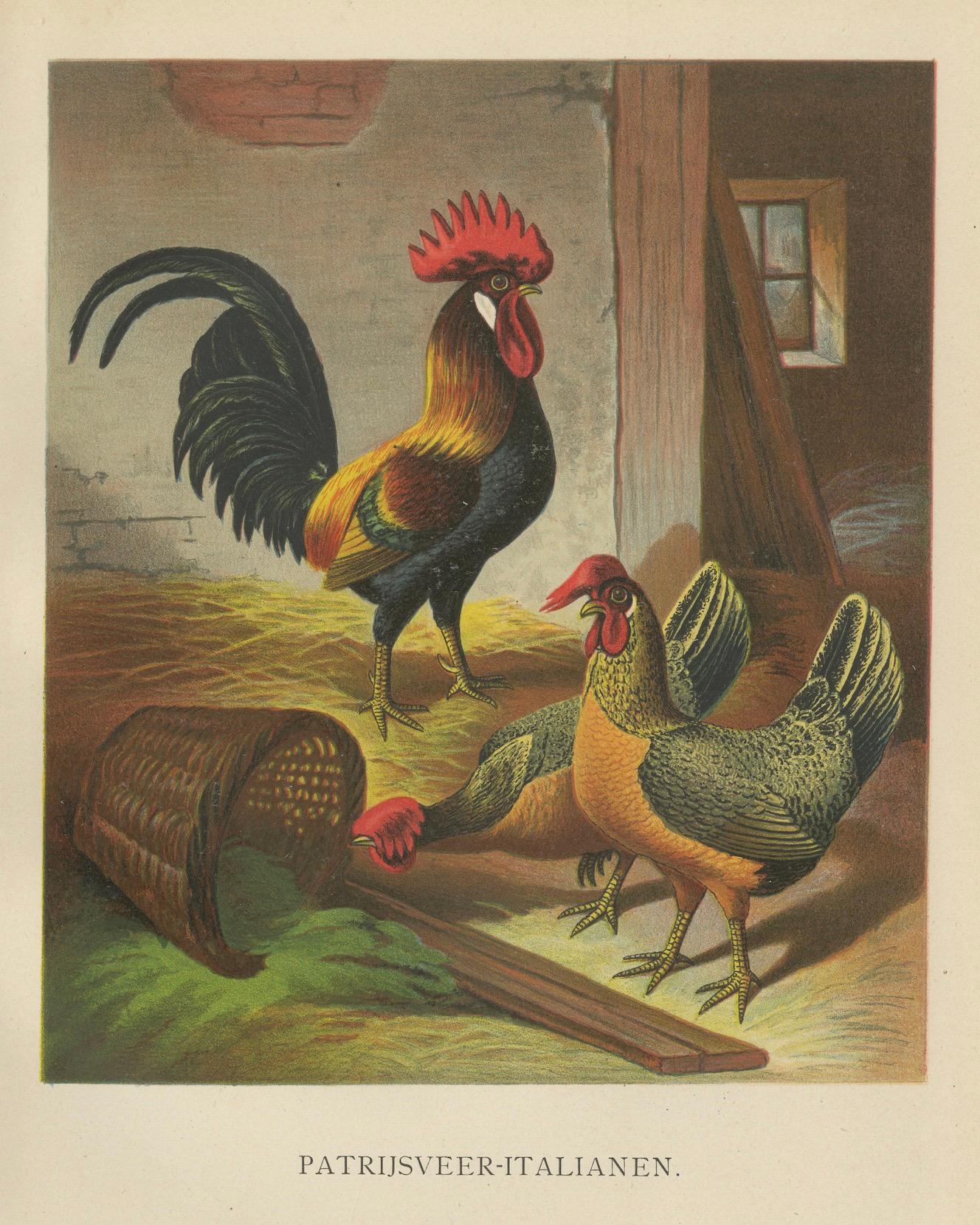 The Regal Partridge Italian Chicken - A Rare 19th Century Poultry Lithograph For Sale 2