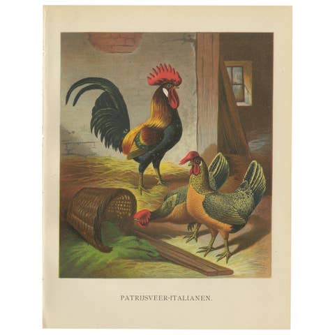 The Regal Partridge Italian Chicken - A Rare 19th Century Poultry Lithograph