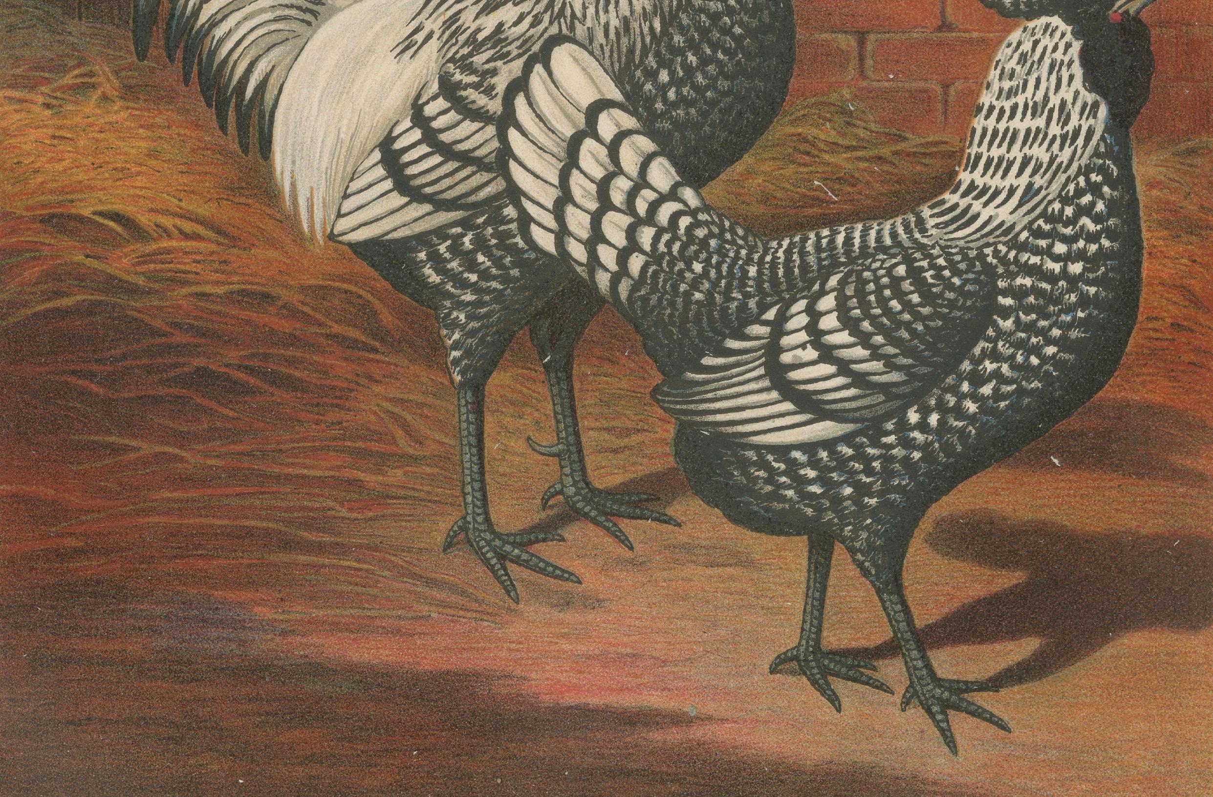 The Regal Silver Polish Chicken A Rare 19th Century Poultry Lithograph  

This exquisite 19th century chromolithograph features a pair of Silver Polish chickens, an ornamental breed renowned for its striking feather crest, elegant silver laced