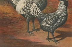 The Regal Silver Polish Chicken - A Rare 19th Century Poultry Lithograph