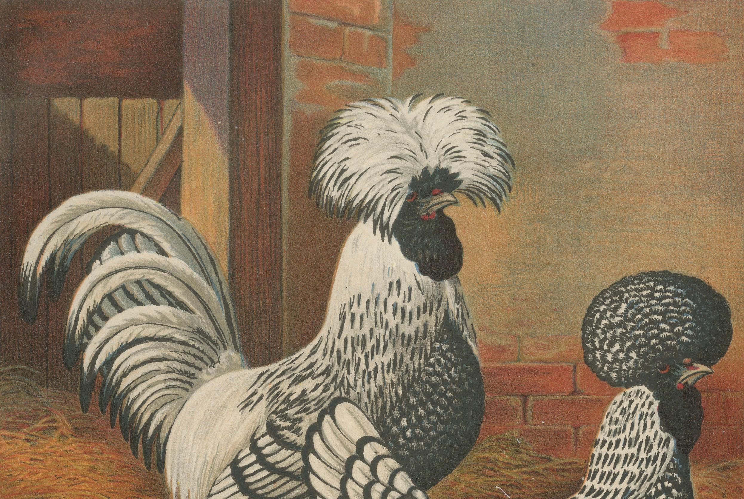 The Regal Silver Polish Chicken - A Rare 19th Century Poultry Lithograph In Good Condition For Sale In Langweer, NL