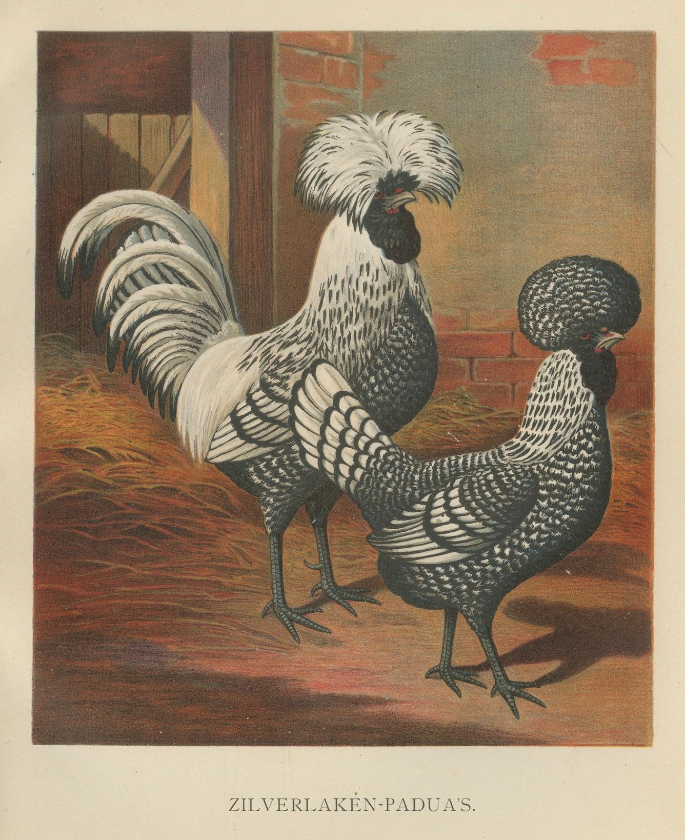 Late 19th Century The Regal Silver Polish Chicken - A Rare 19th Century Poultry Lithograph For Sale