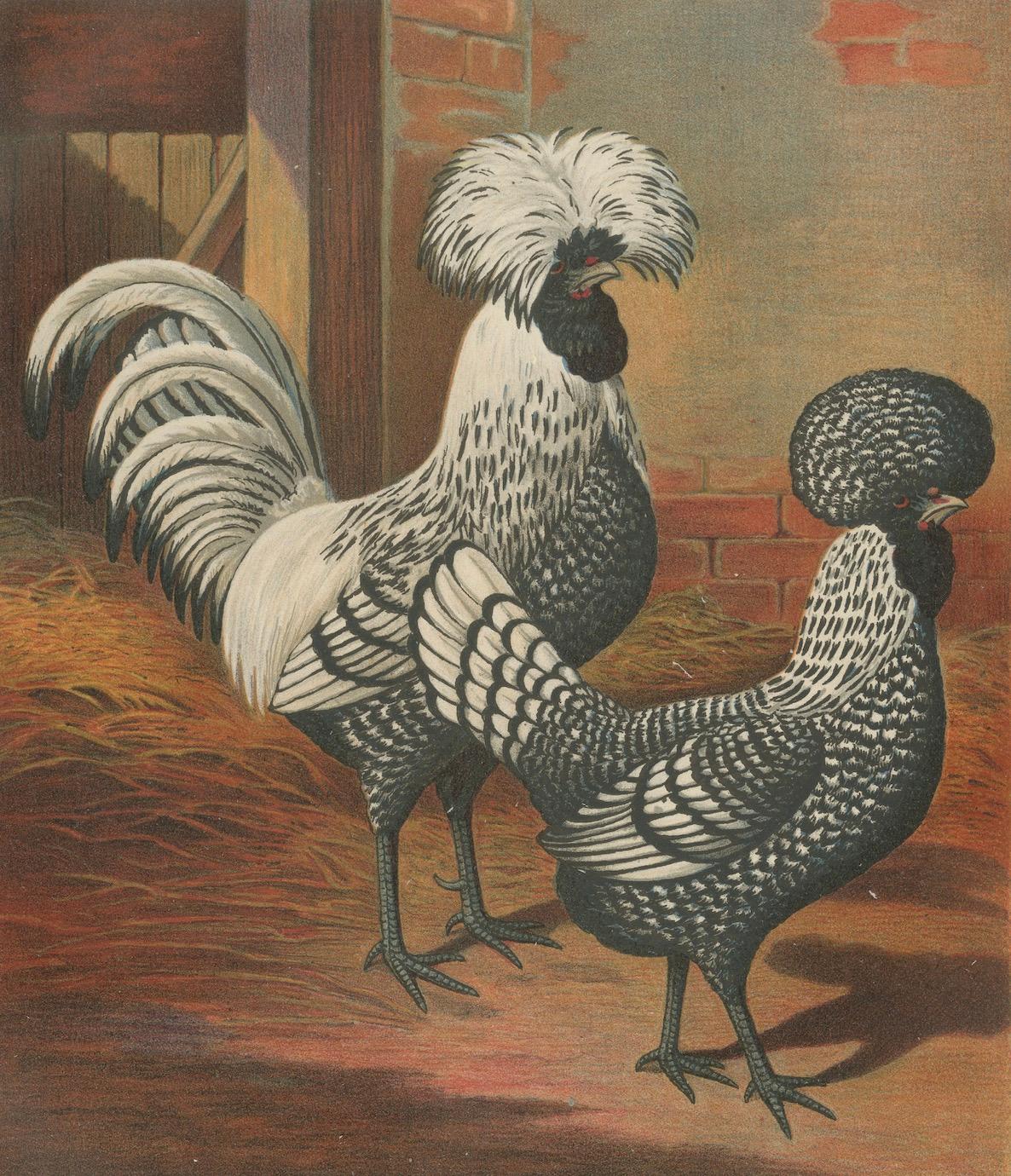 Paper The Regal Silver Polish Chicken - A Rare 19th Century Poultry Lithograph For Sale