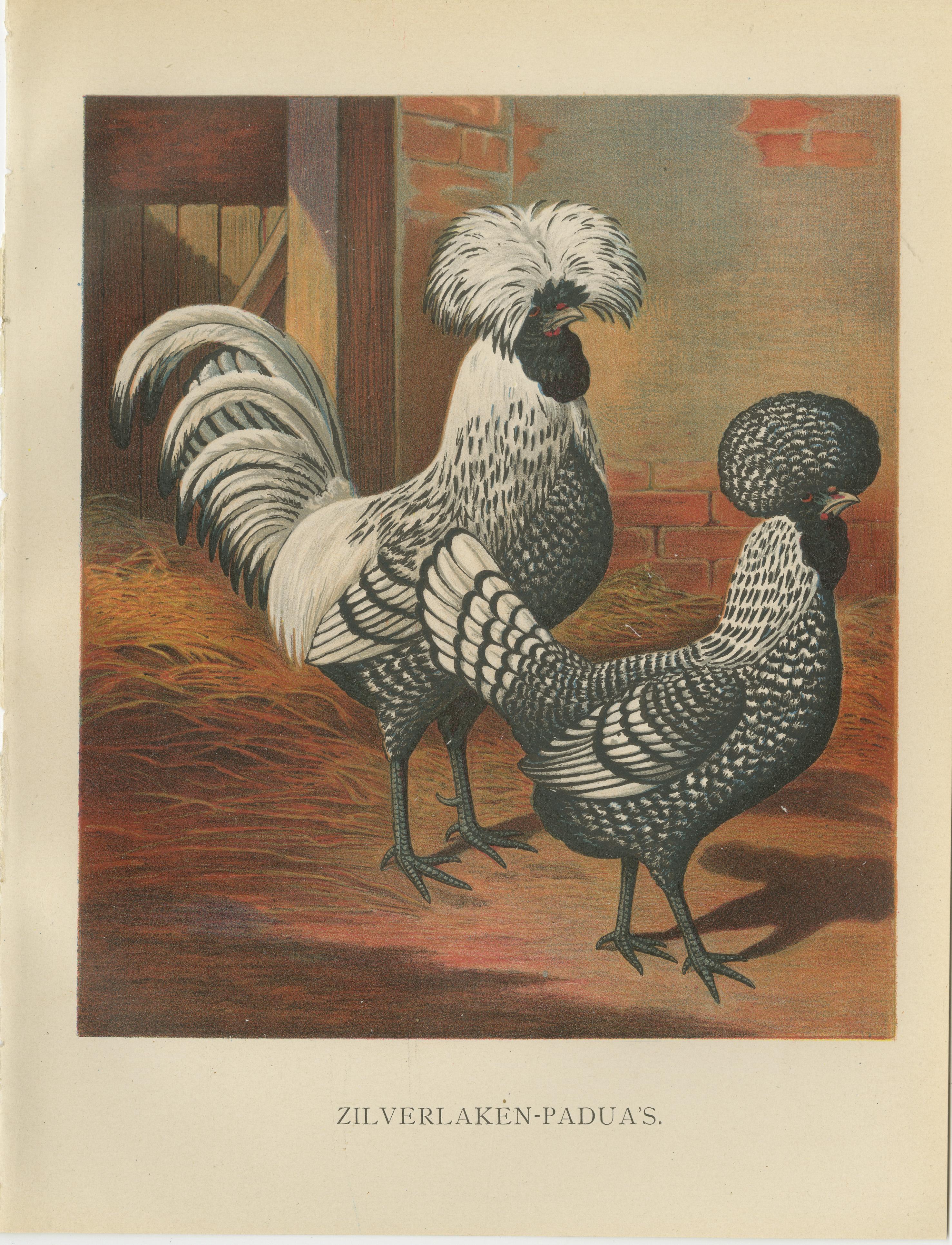 The Regal Silver Polish Chicken - A Rare 19th Century Poultry Lithograph For Sale 1
