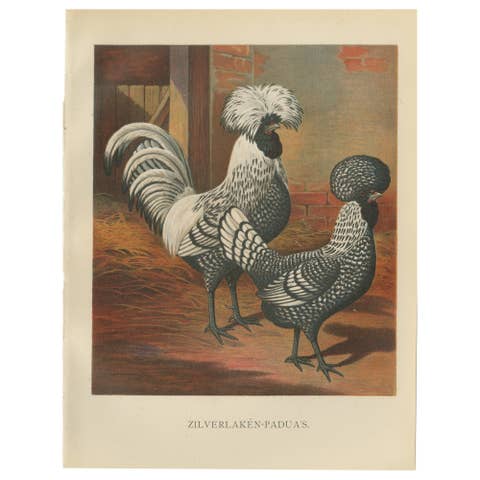 The Regal Silver Polish Chicken - A Rare 19th Century Poultry Lithograph