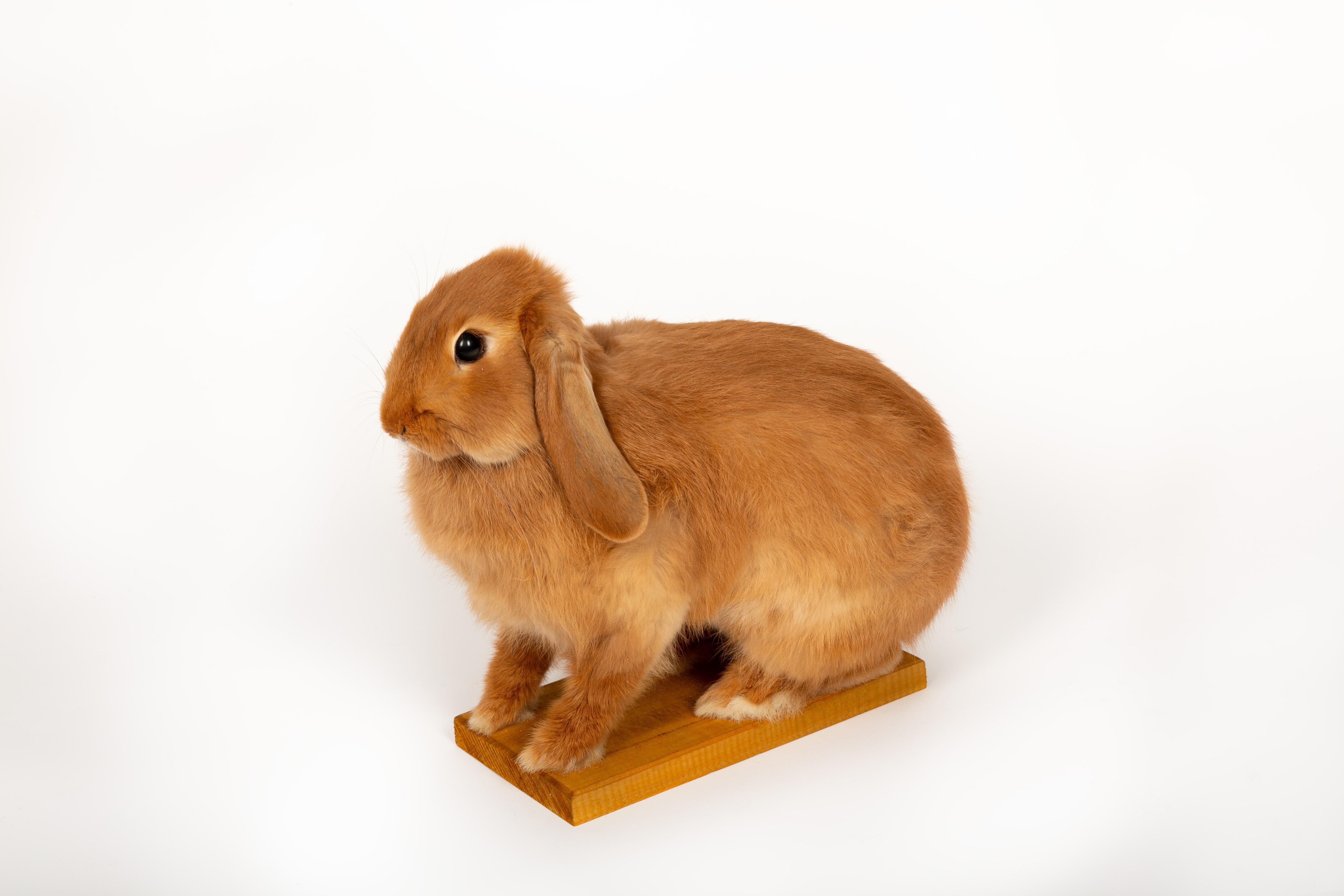 This fluffy little taxidermy bun is here to stare into your soul—adorably, of course! With its permanently perky pose, floppy ears, and an expression that says, 