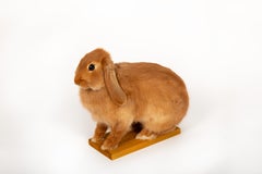 The Retired Easter Bunny: No Hops, Just Chillin. Taxidermy Lop Rabbit