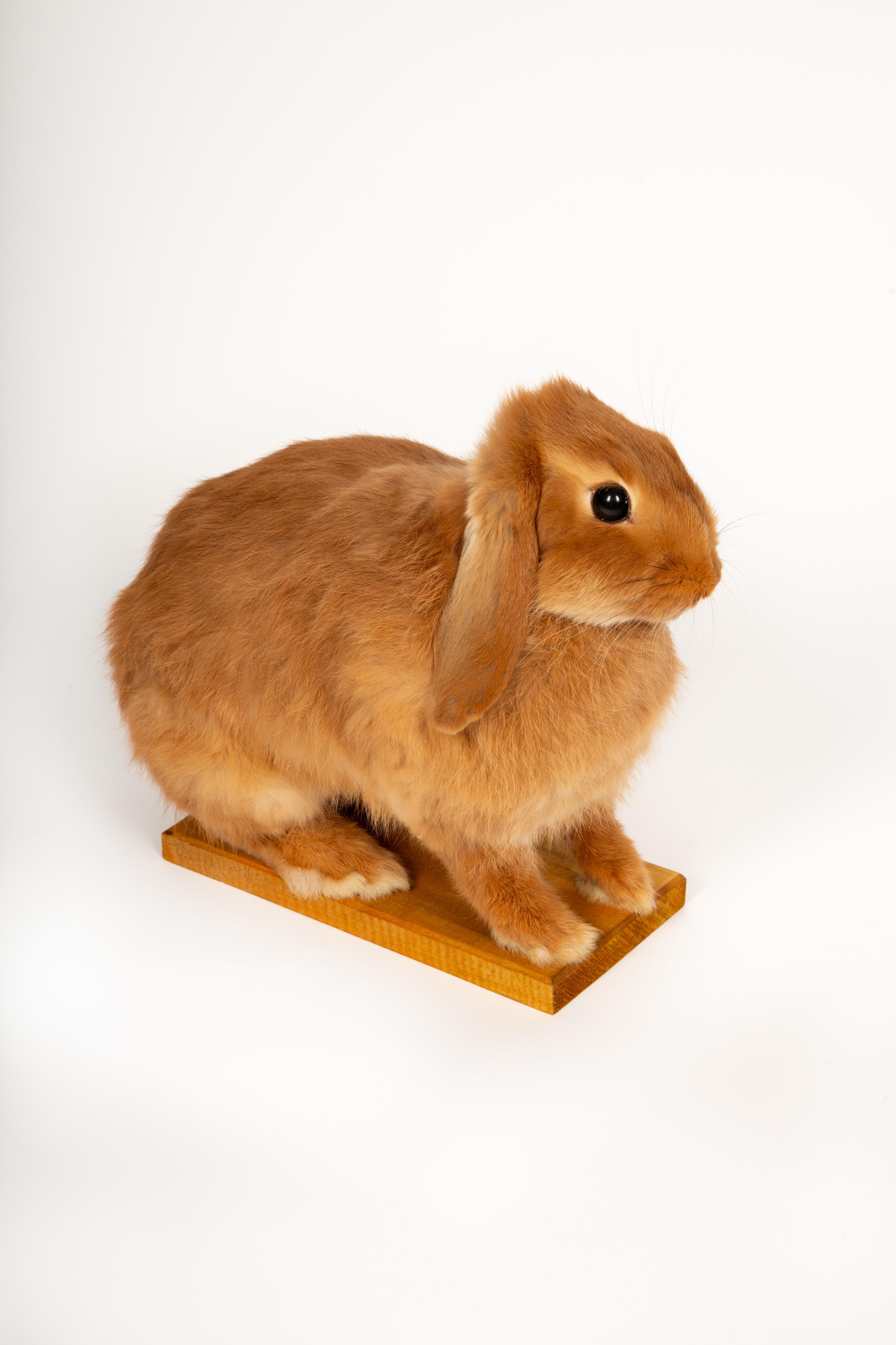 American The Retired Easter Bunny: No Hops, Just Chillin. Taxidermy Lop Rabbit
