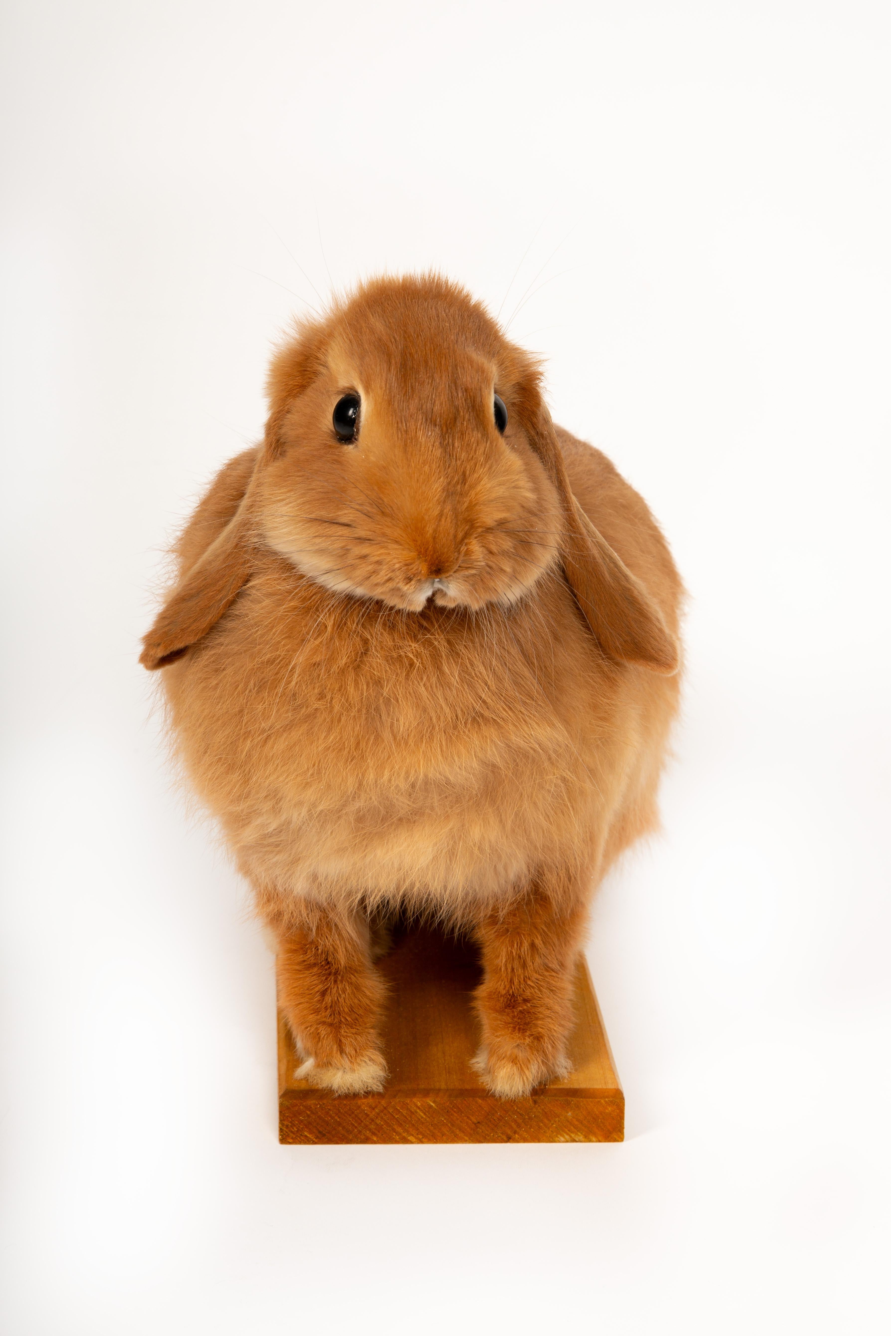 The Retired Easter Bunny: No Hops, Just Chillin. Taxidermy Lop Rabbit In Excellent Condition In New York, NY