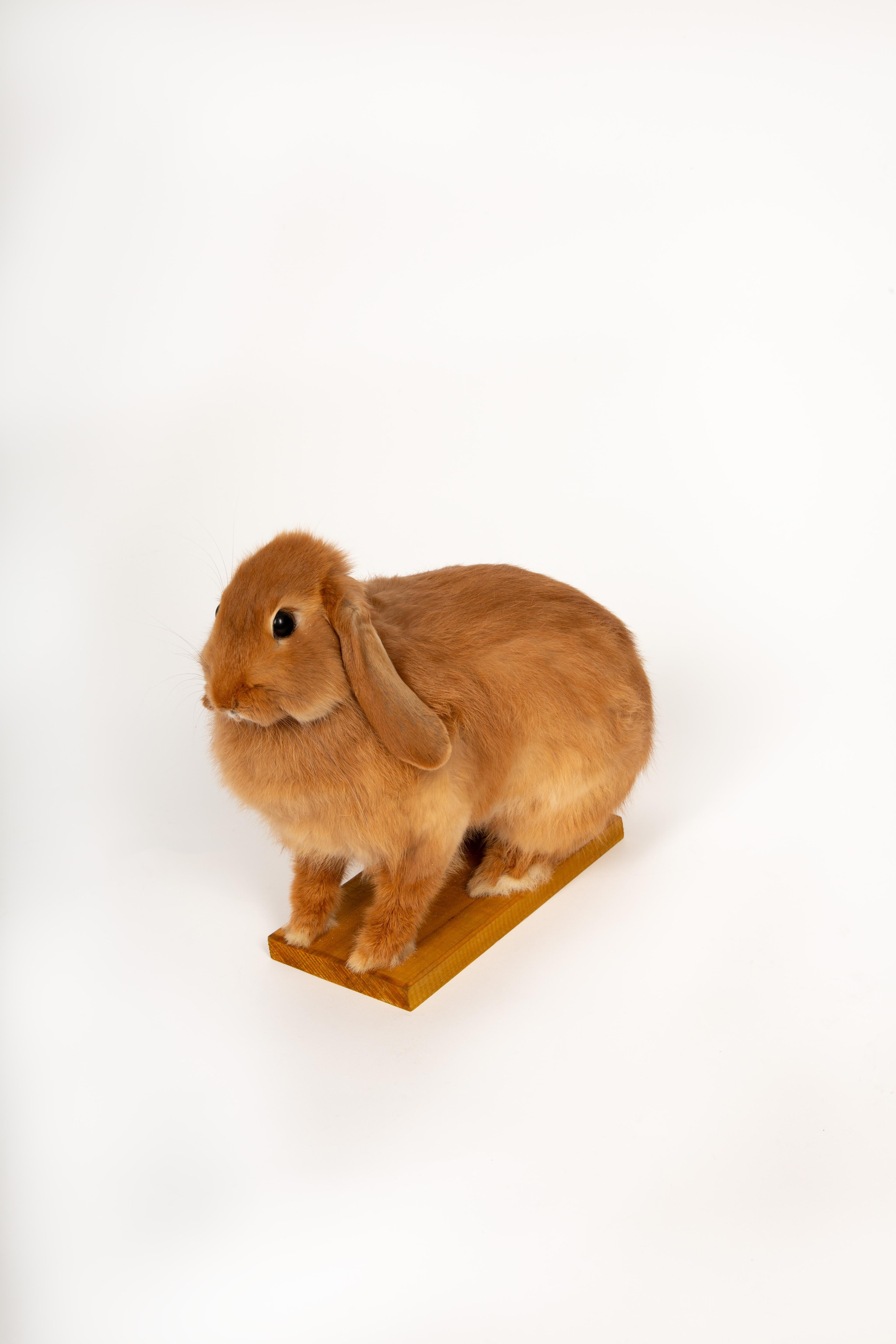 Contemporary The Retired Easter Bunny: No Hops, Just Chillin. Taxidermy Lop Rabbit
