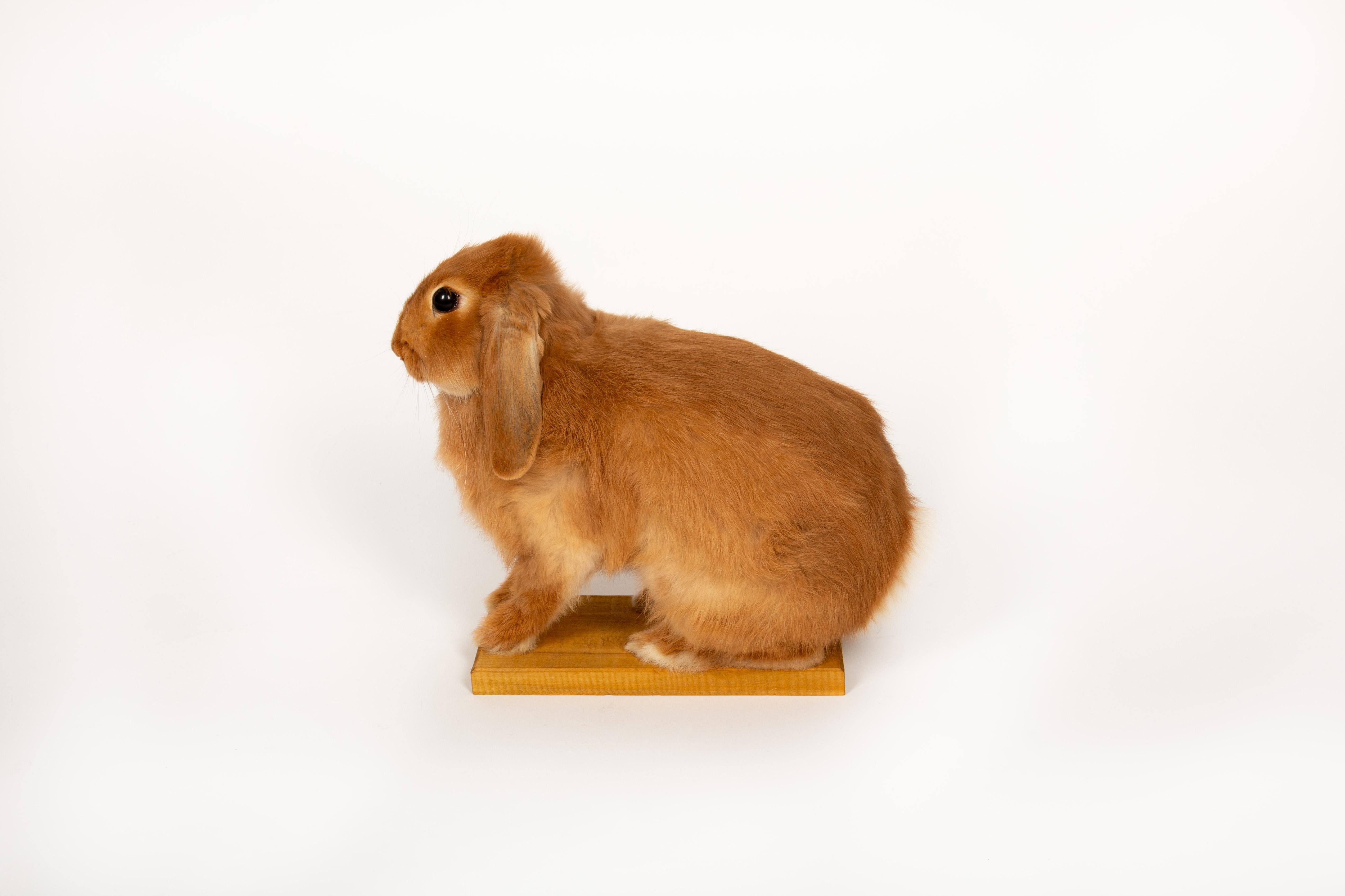 Fur The Retired Easter Bunny: No Hops, Just Chillin. Taxidermy Lop Rabbit