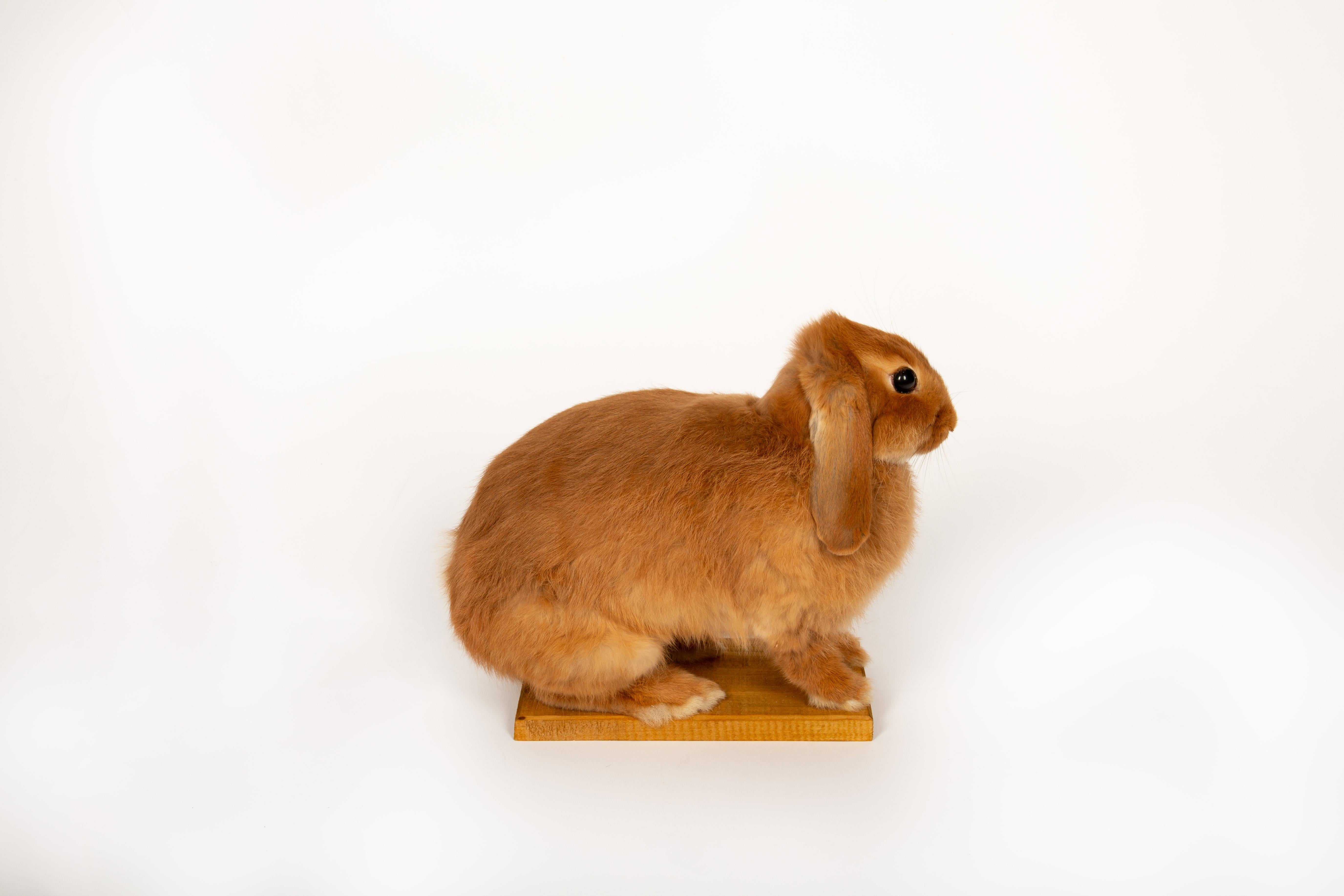 The Retired Easter Bunny: No Hops, Just Chillin. Taxidermy Lop Rabbit 1