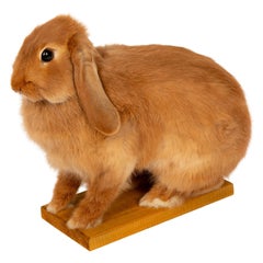 The Retired Easter Bunny: No Hops, Just Chillin. Taxidermy Lop Rabbit