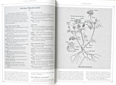 Il libro delle rose di Maggie Oster