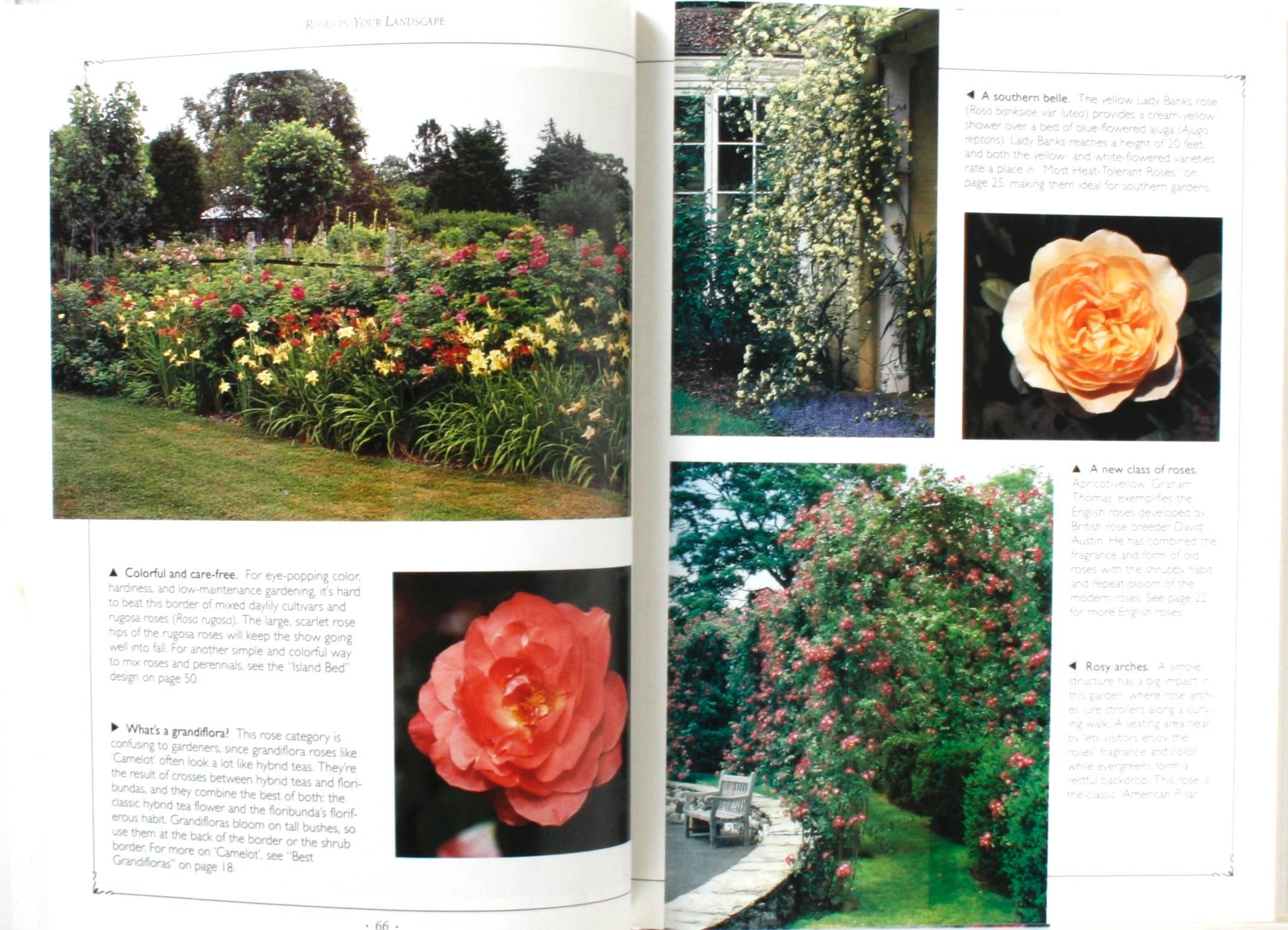 The Rose Book by Maggie Oster For Sale 1