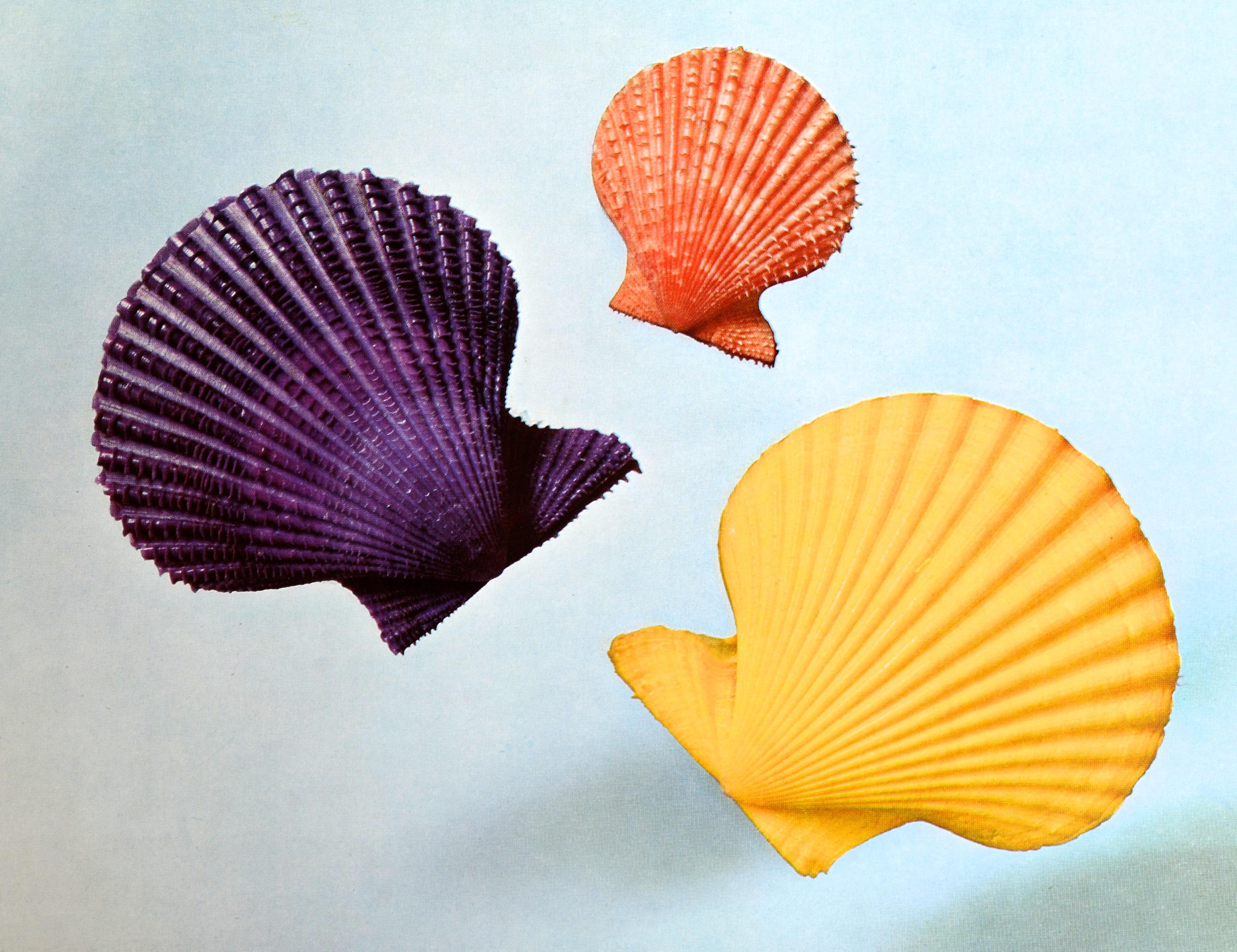 Shell, 500 Million Years of Inspired Design, by Hugh & Marguerite Stix 9
