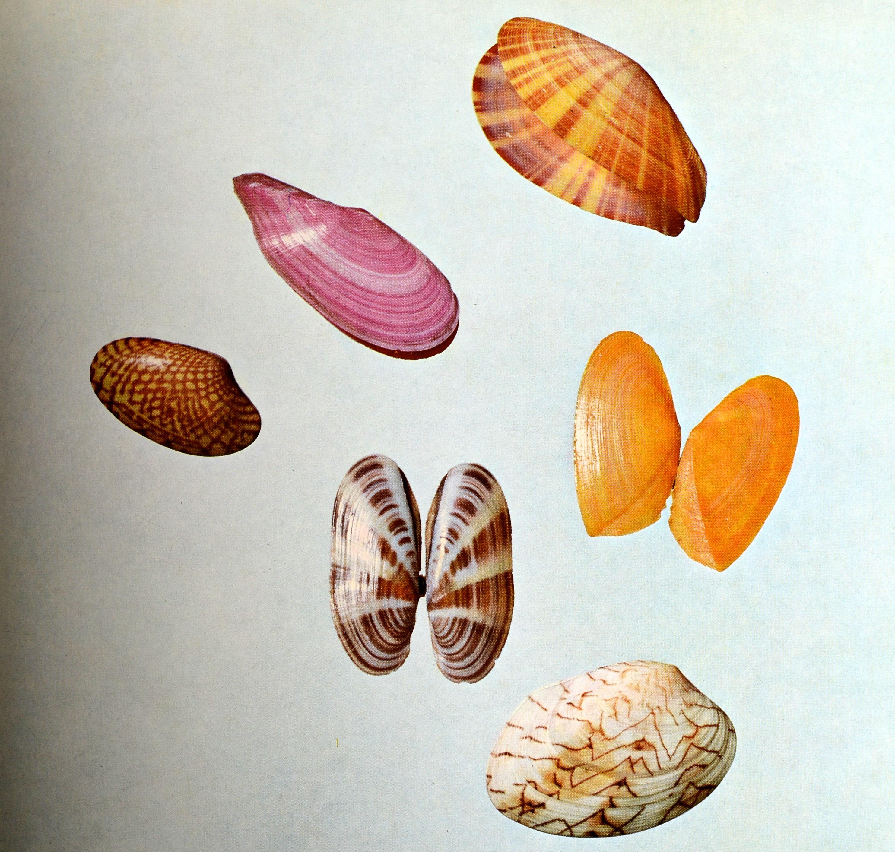 The Shell, 500 Million Years of Inspired Design, by Hugh & Marguerite Stix. Published by Abrams, Inc., 1973. 1st Ed hardcover no dust jacket. Four hundred shells photographed in full-color, with 135 illustrations in color and b/w plates,