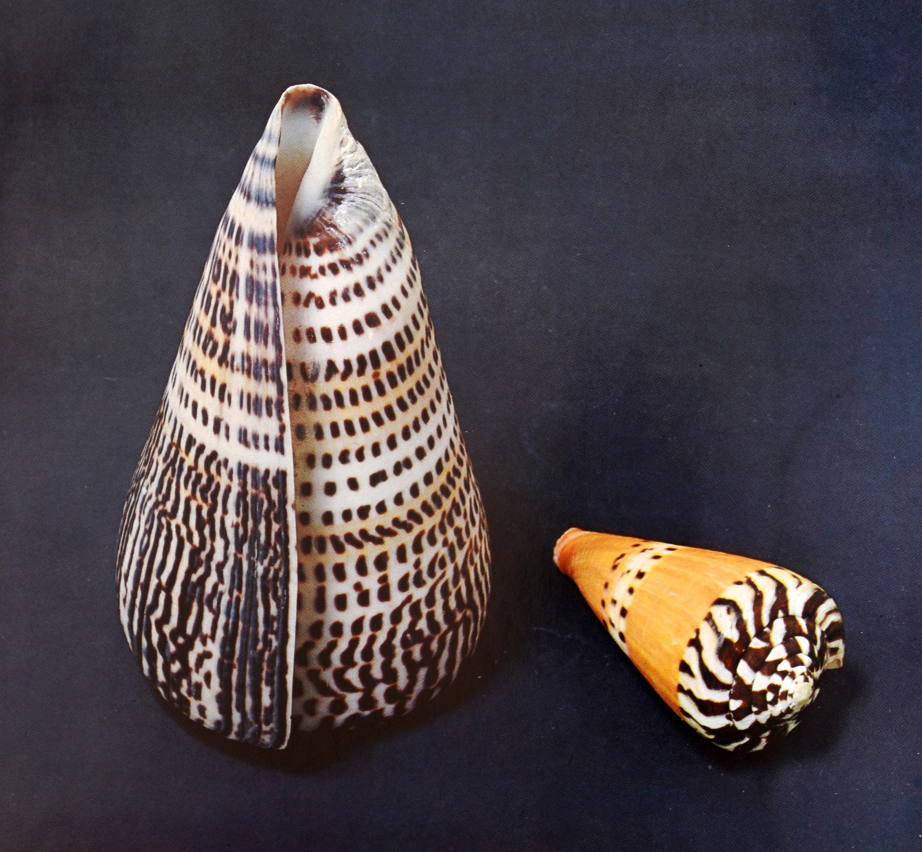 Shell, 500 Million Years of Inspired Design, by Hugh & Marguerite Stix 14